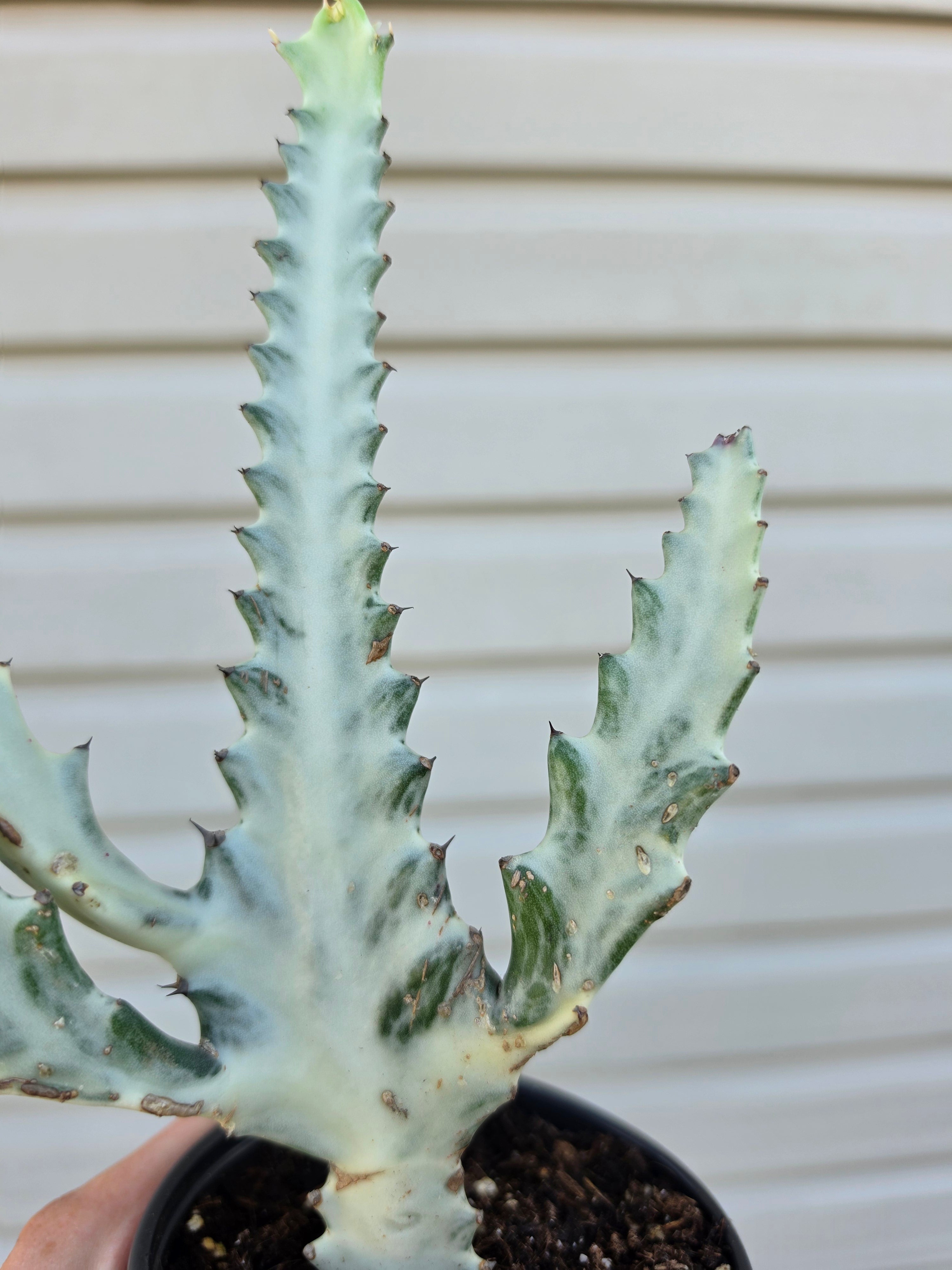 Euphorbia Ghost