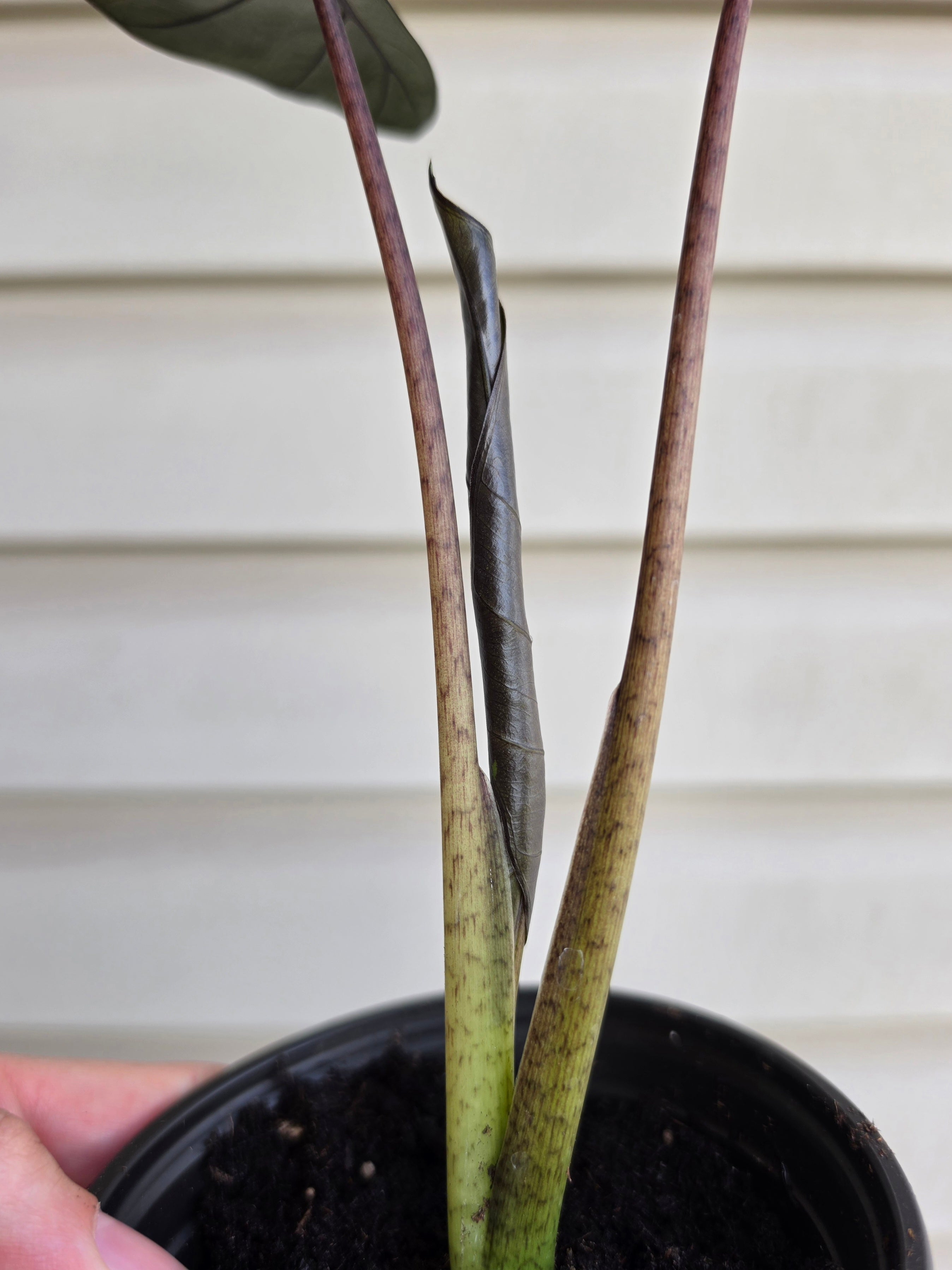 Alocasia Metalhead