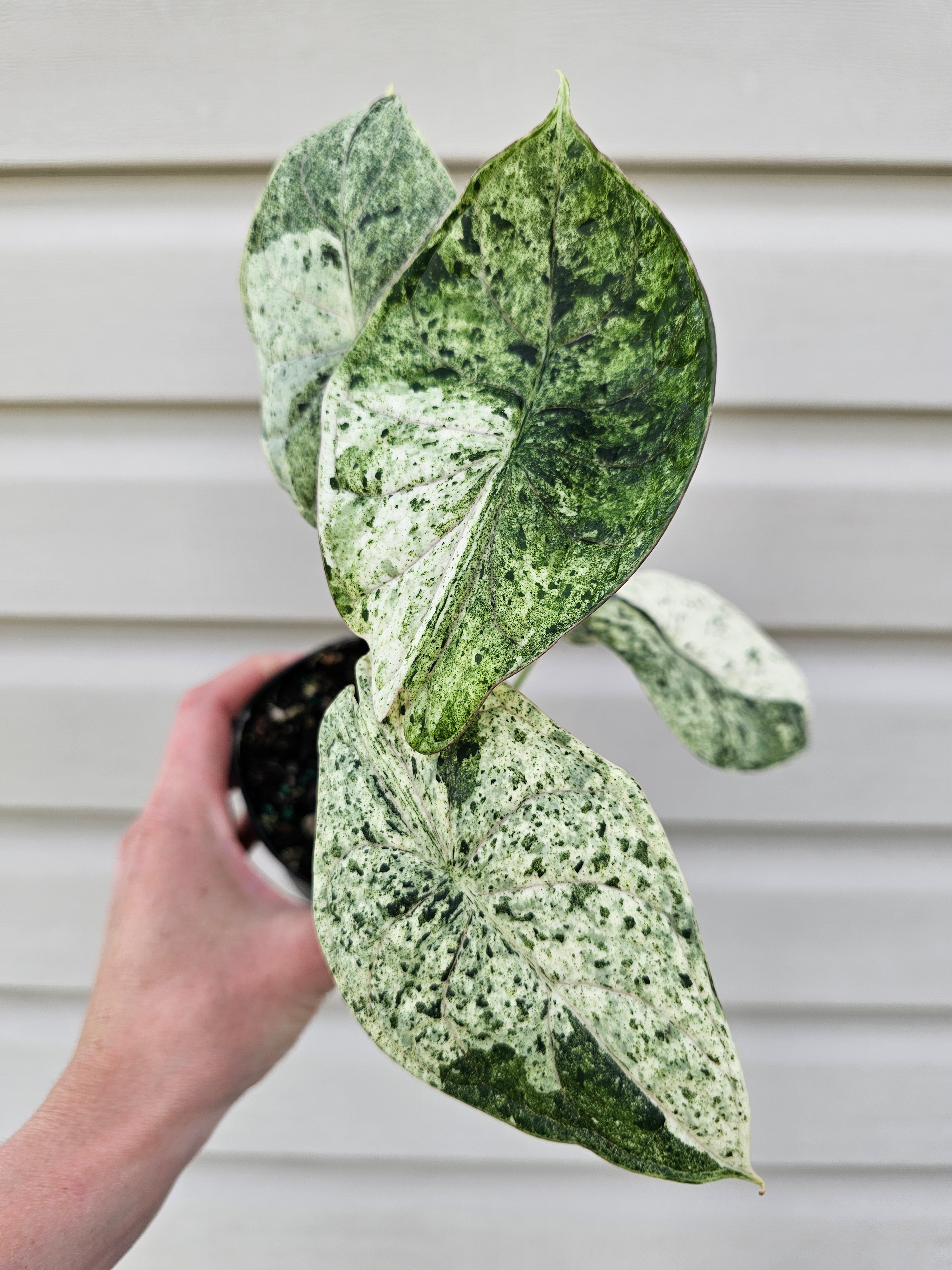 Alocasia Dragon Scale Mint
