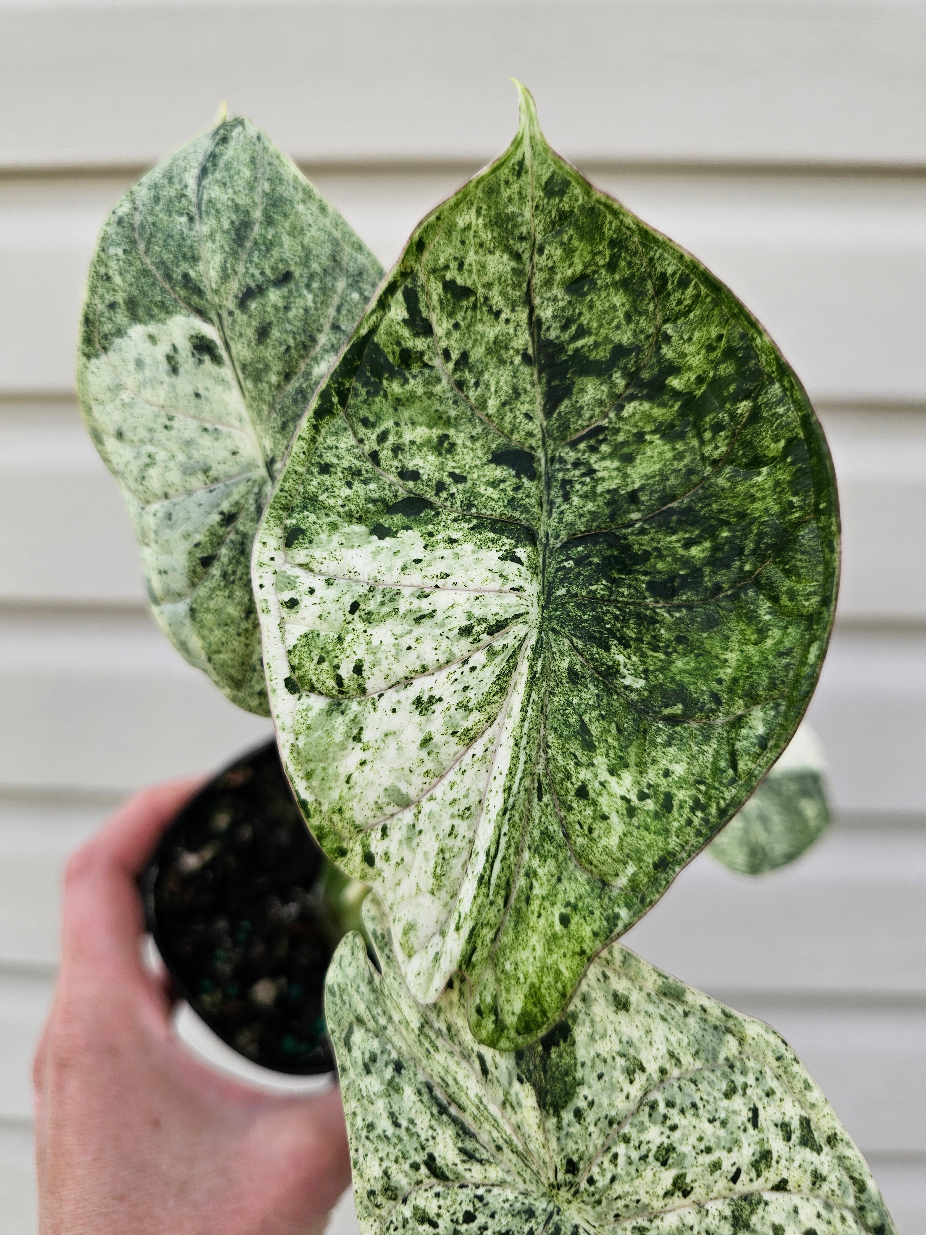 Alocasia Dragon Scale Mint
