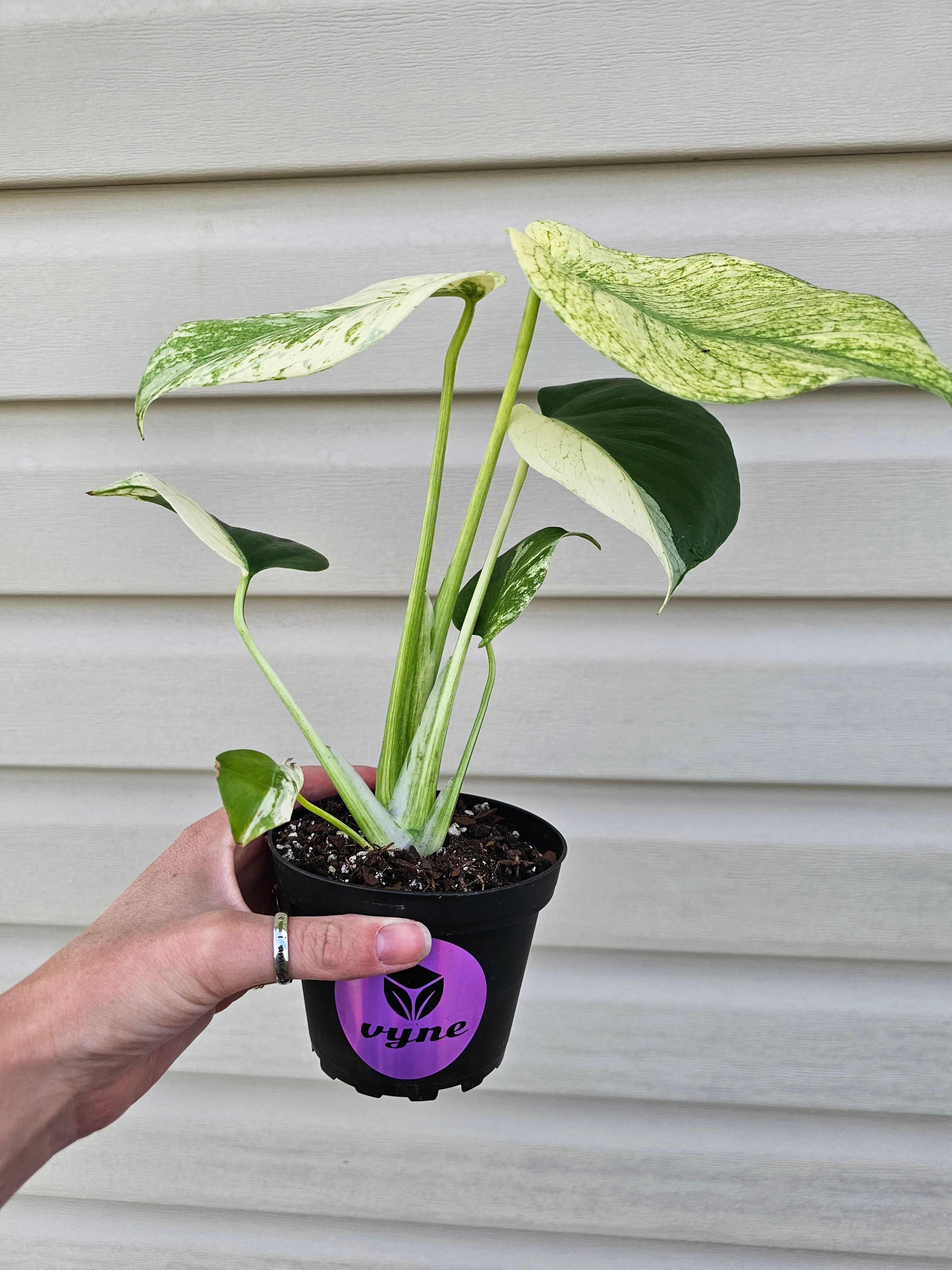 Monstera Mint