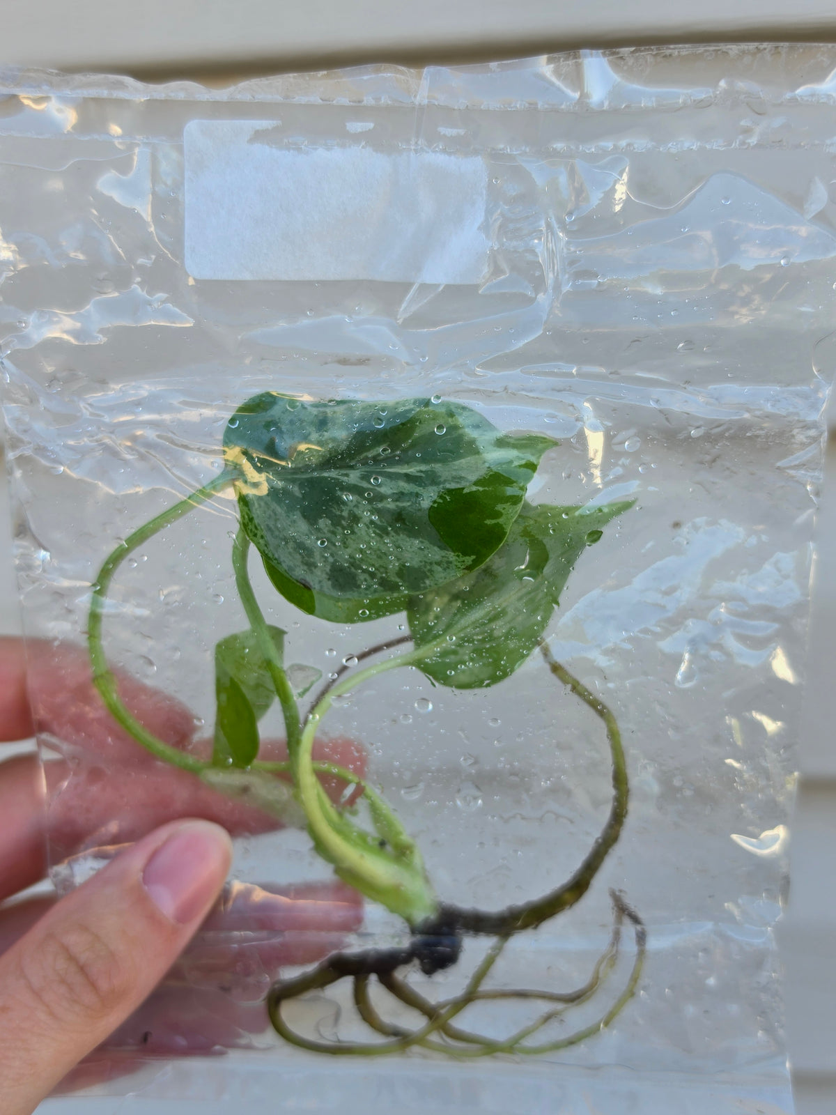 Monstera Bulbasaur Variegated