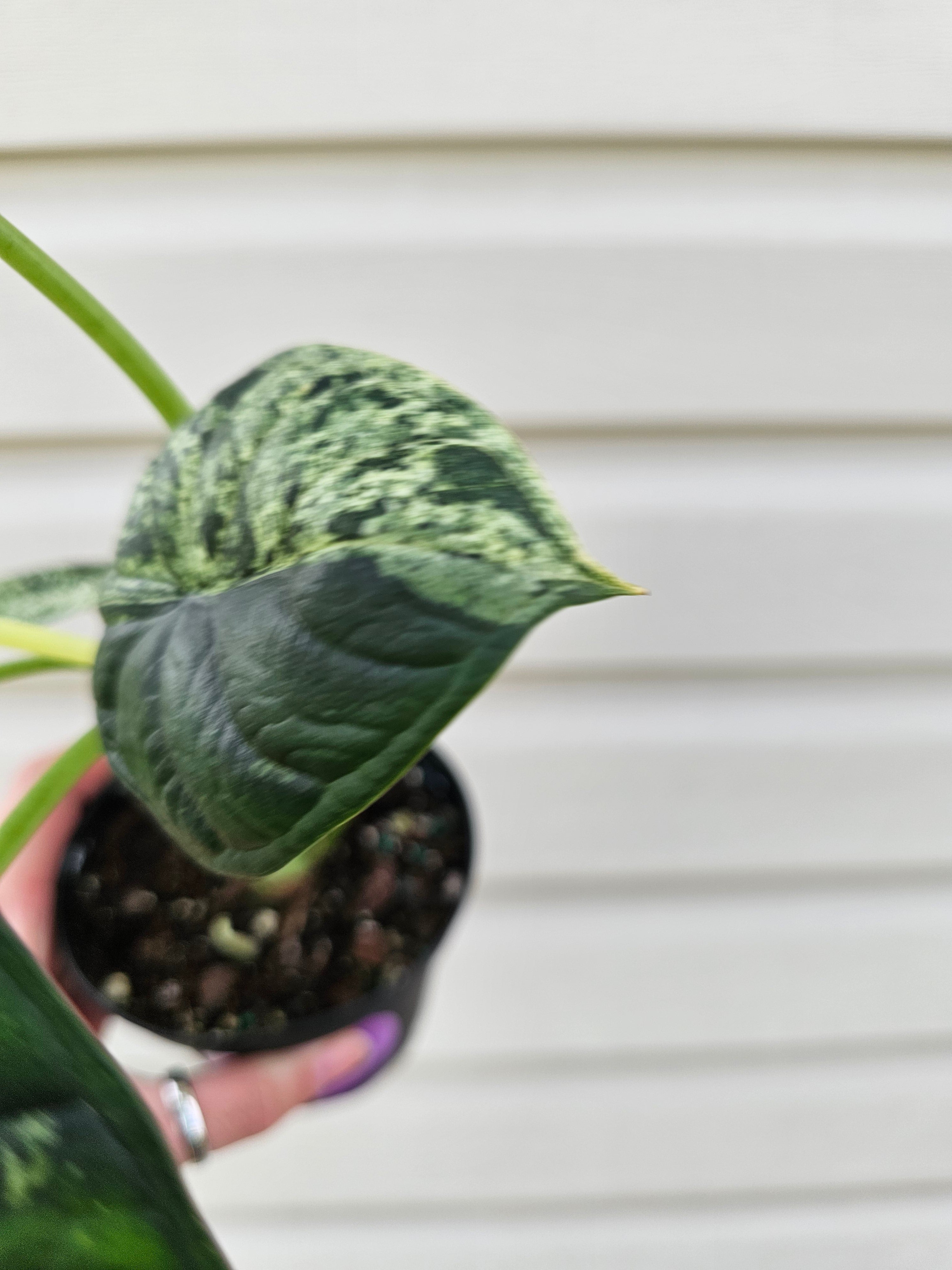 Alocasia Dragon Scale Mint