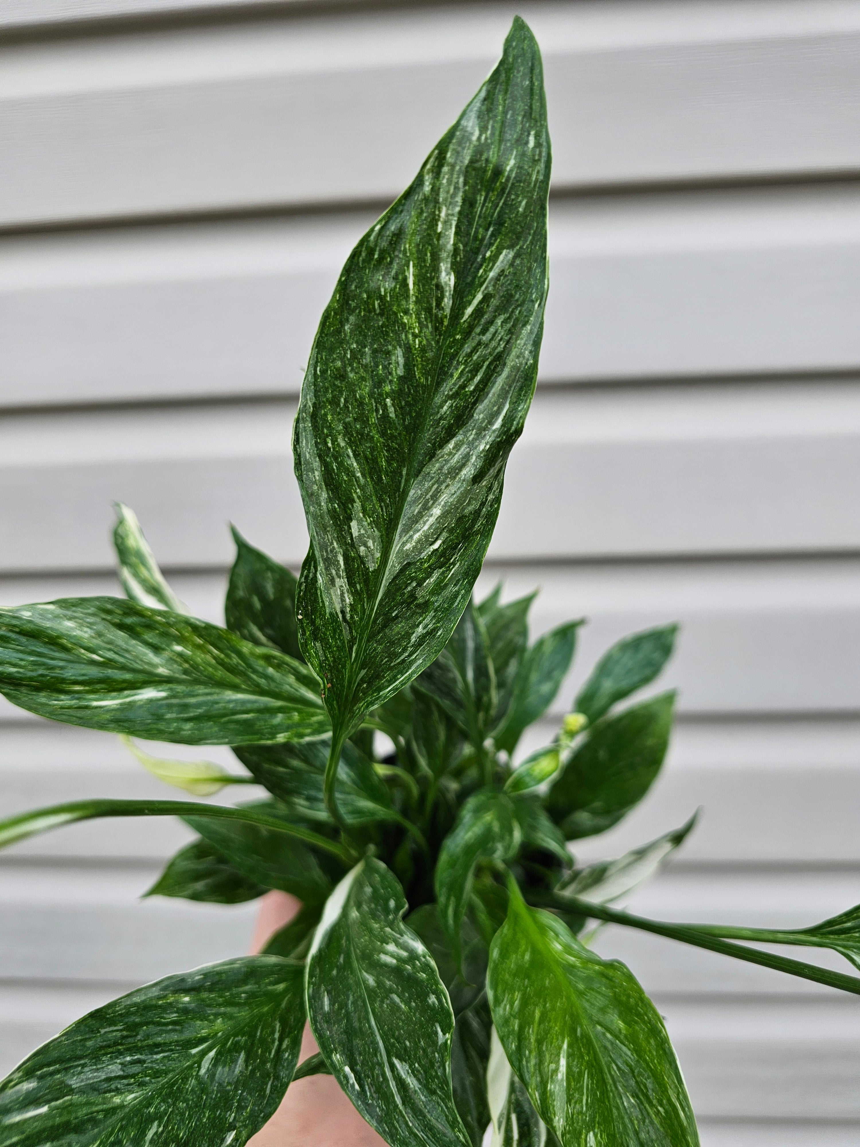Domino Peace Lily
