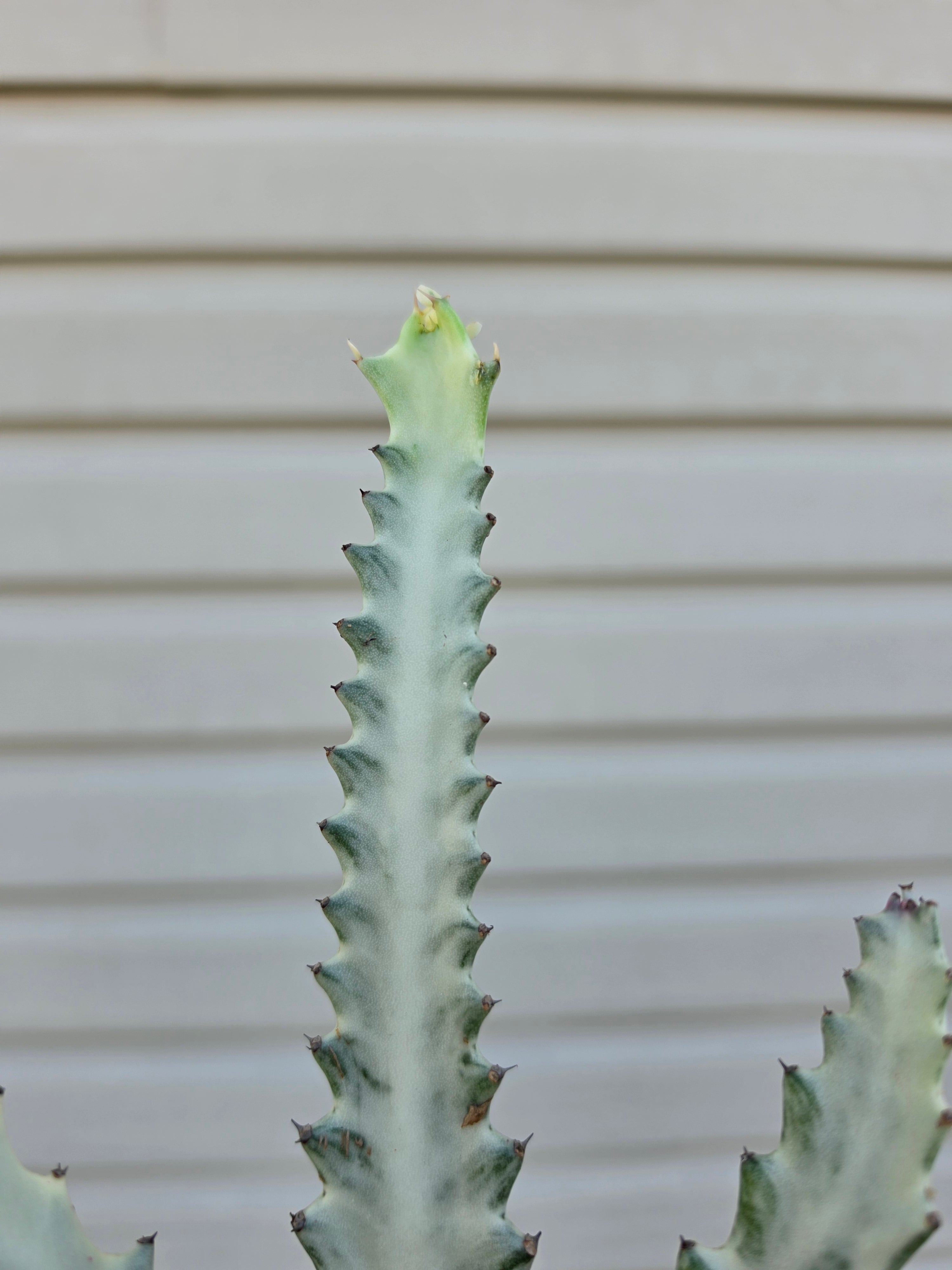 Euphorbia Ghost