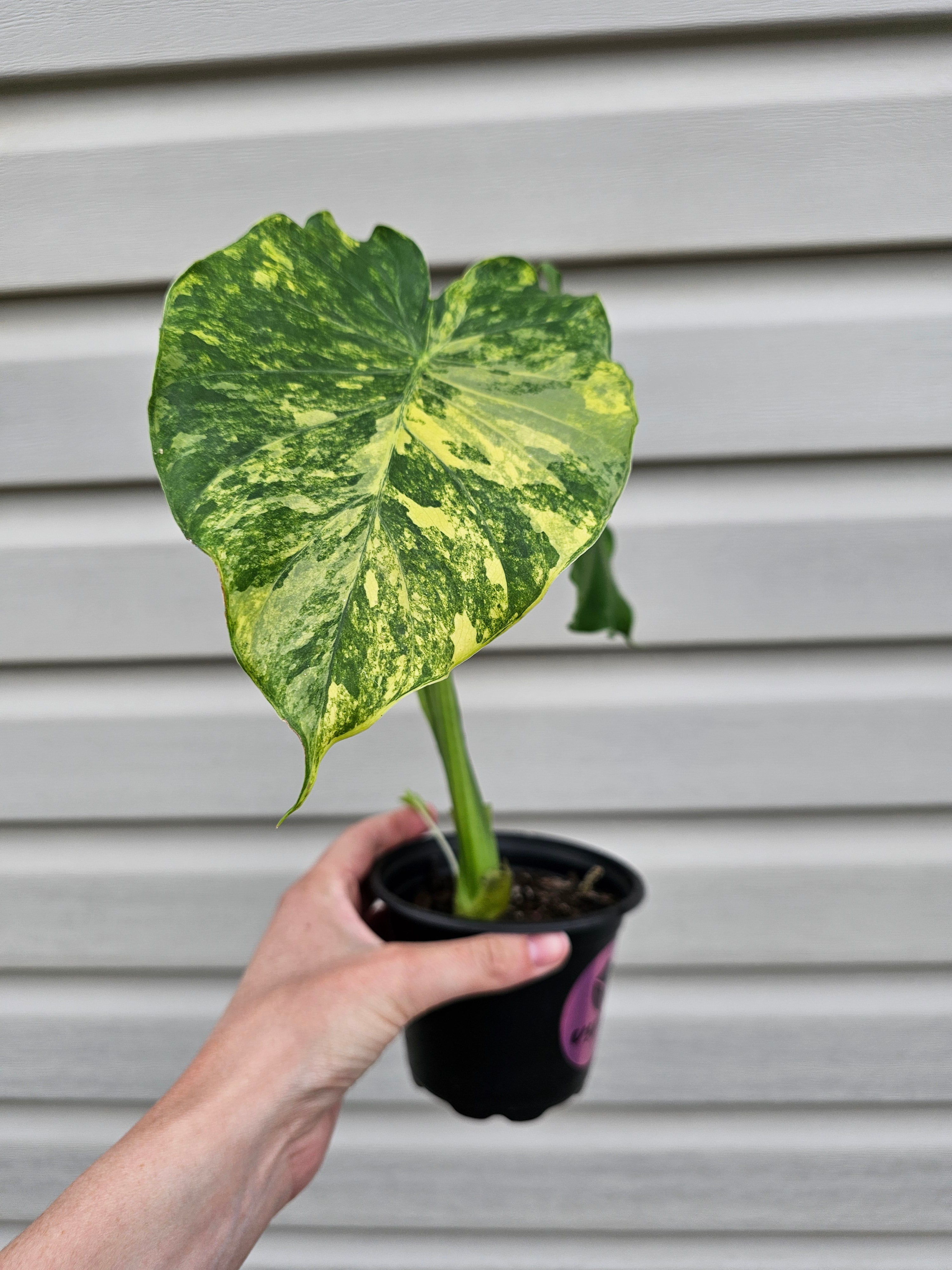 Alocasia Gageana Aurea