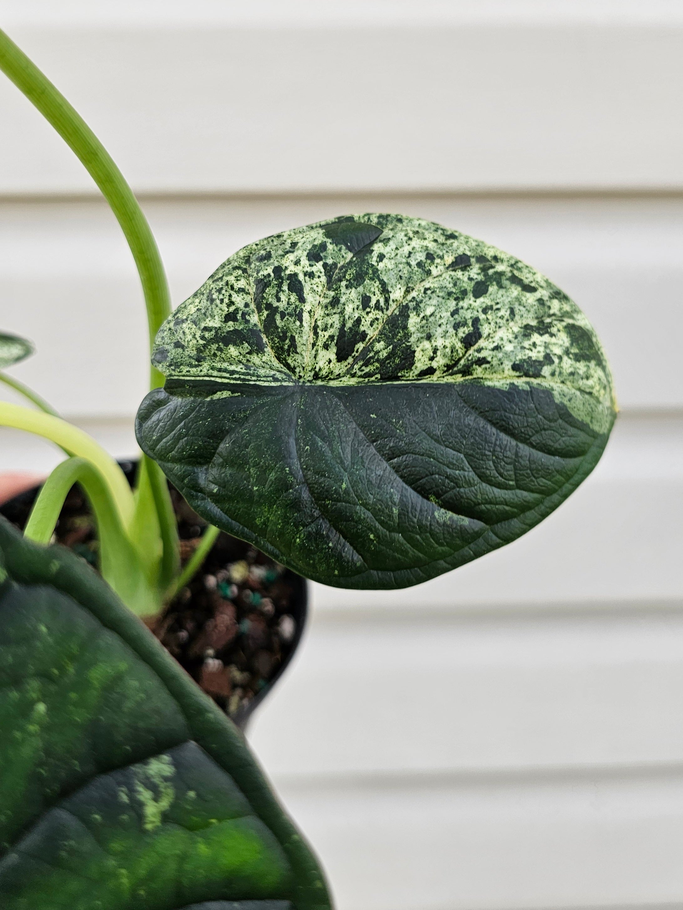 Alocasia Dragon Scale Mint