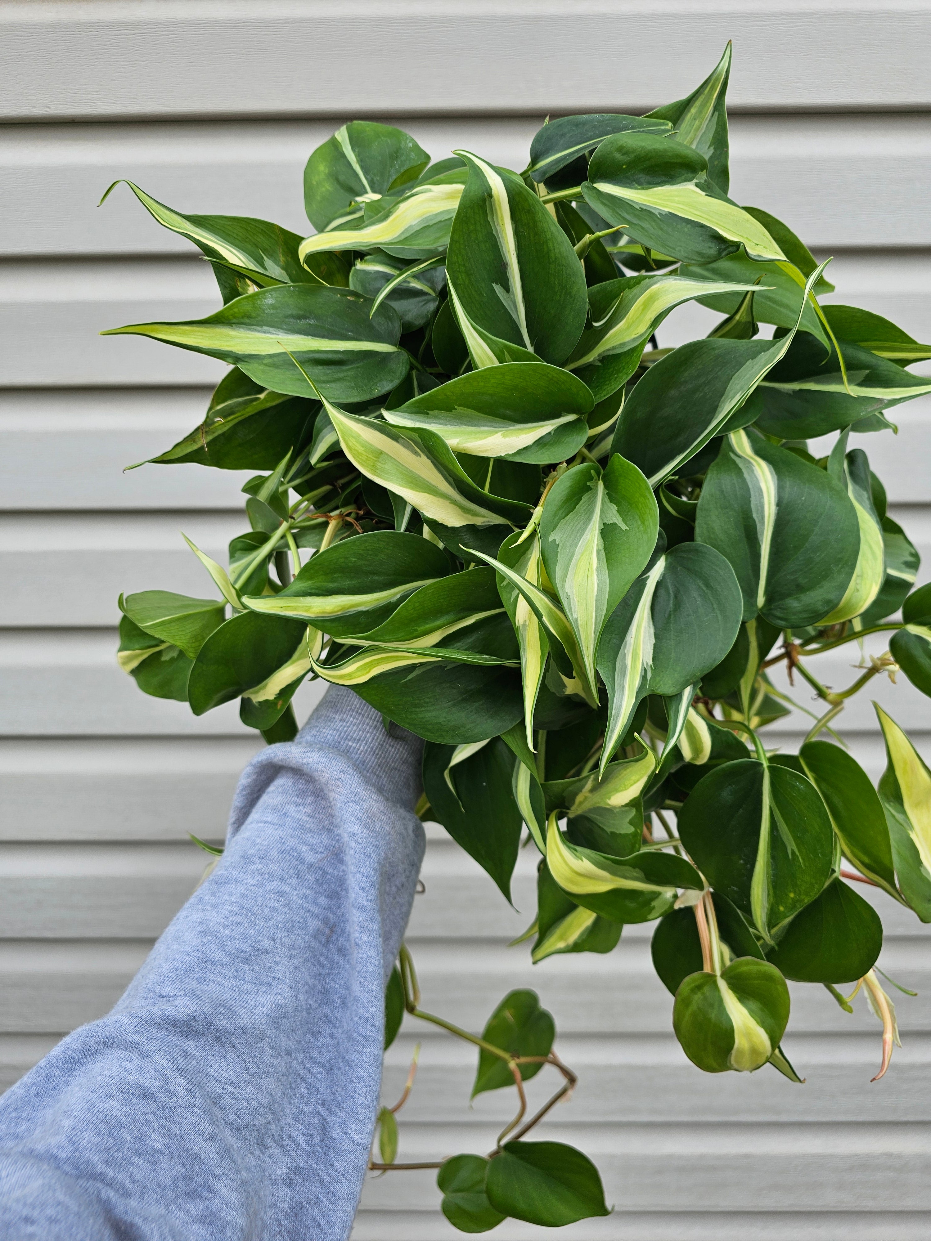 Silver Stripe Philodendron 8"