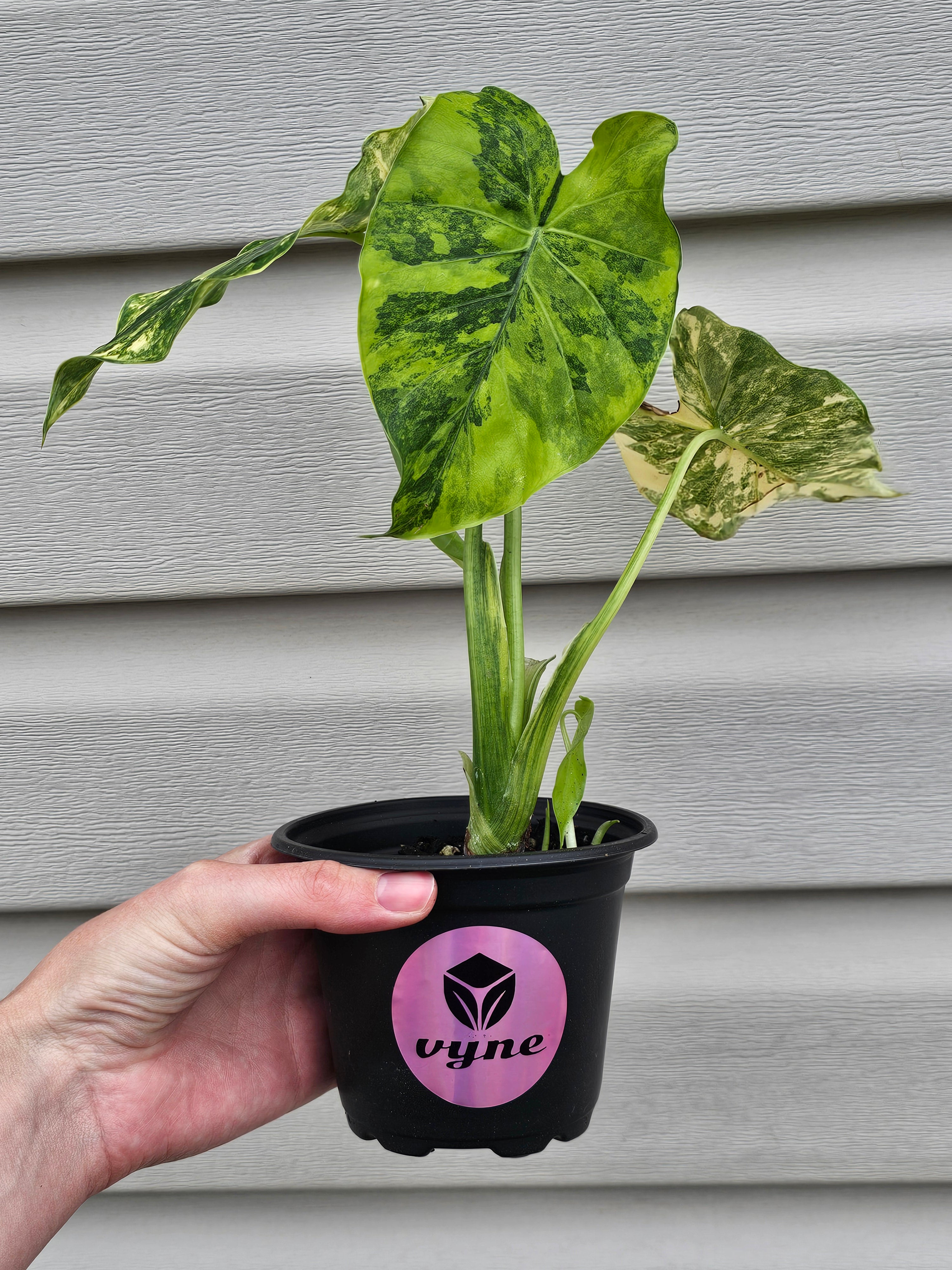 Alocasia Gageana Aurea