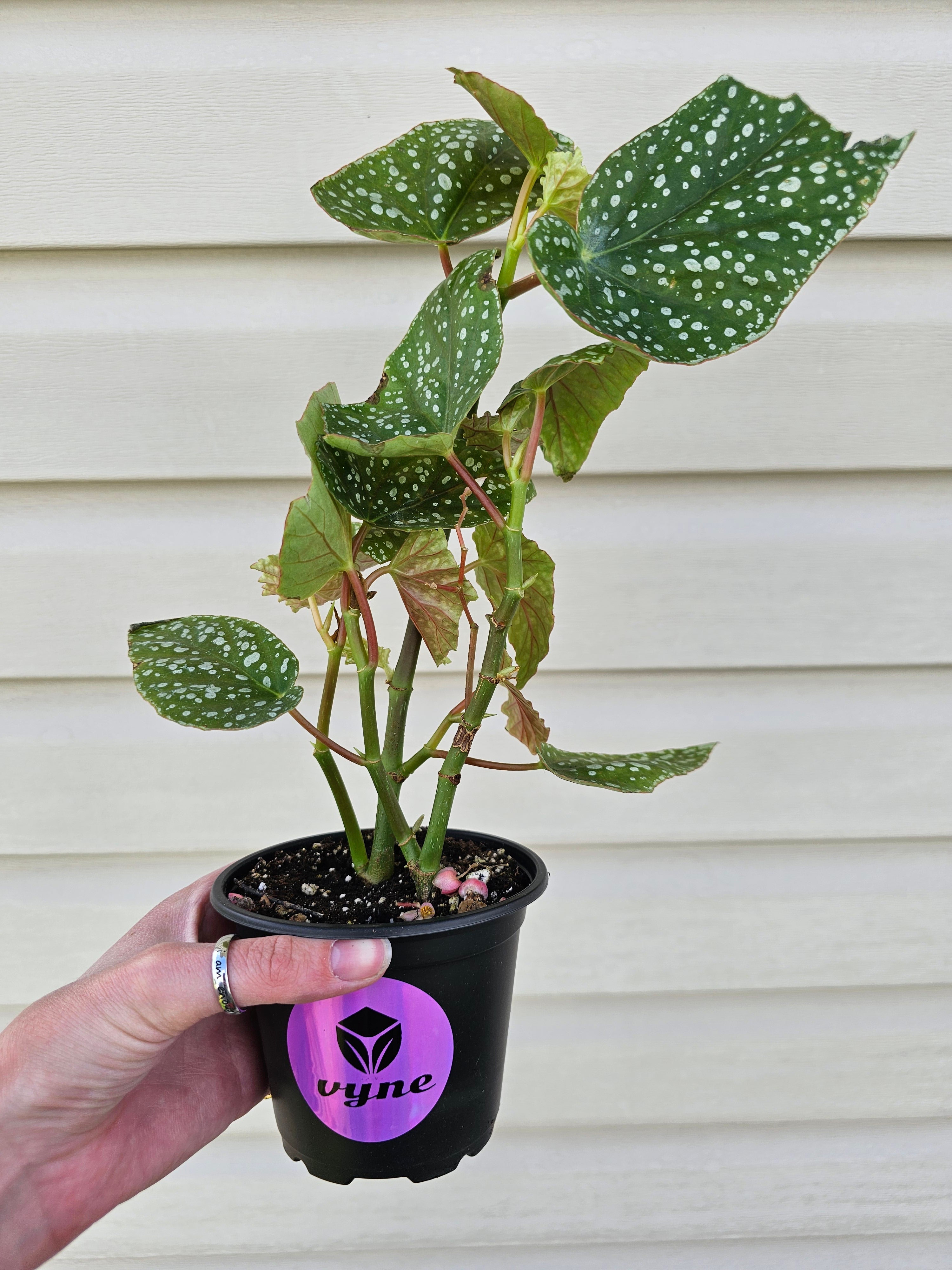 Trout Leaf Begonia Medora