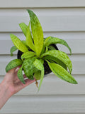 Resnova Humifusa Variegated Leopard Plant