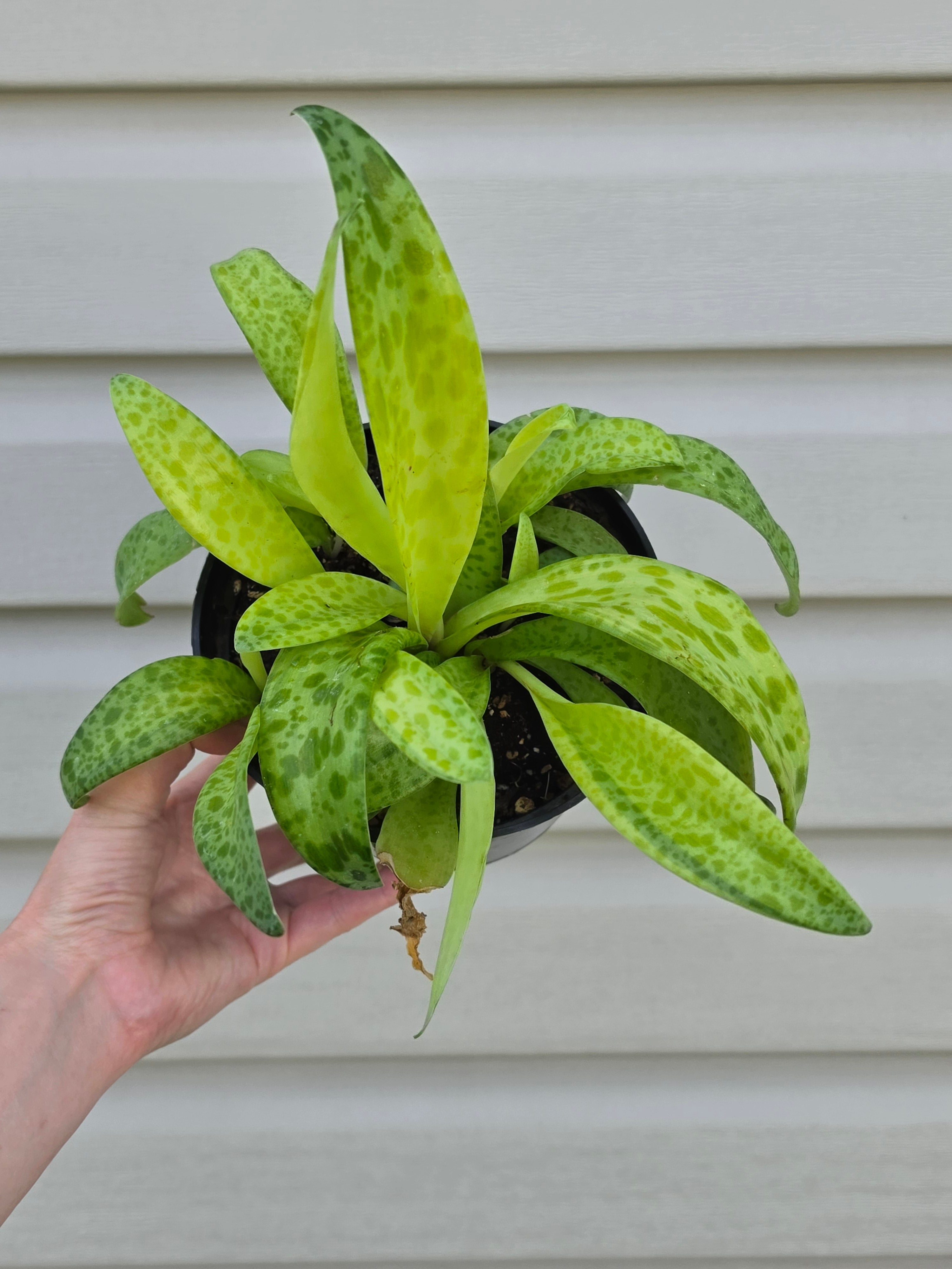 Resnova Humifusa Variegated Leopard Plant