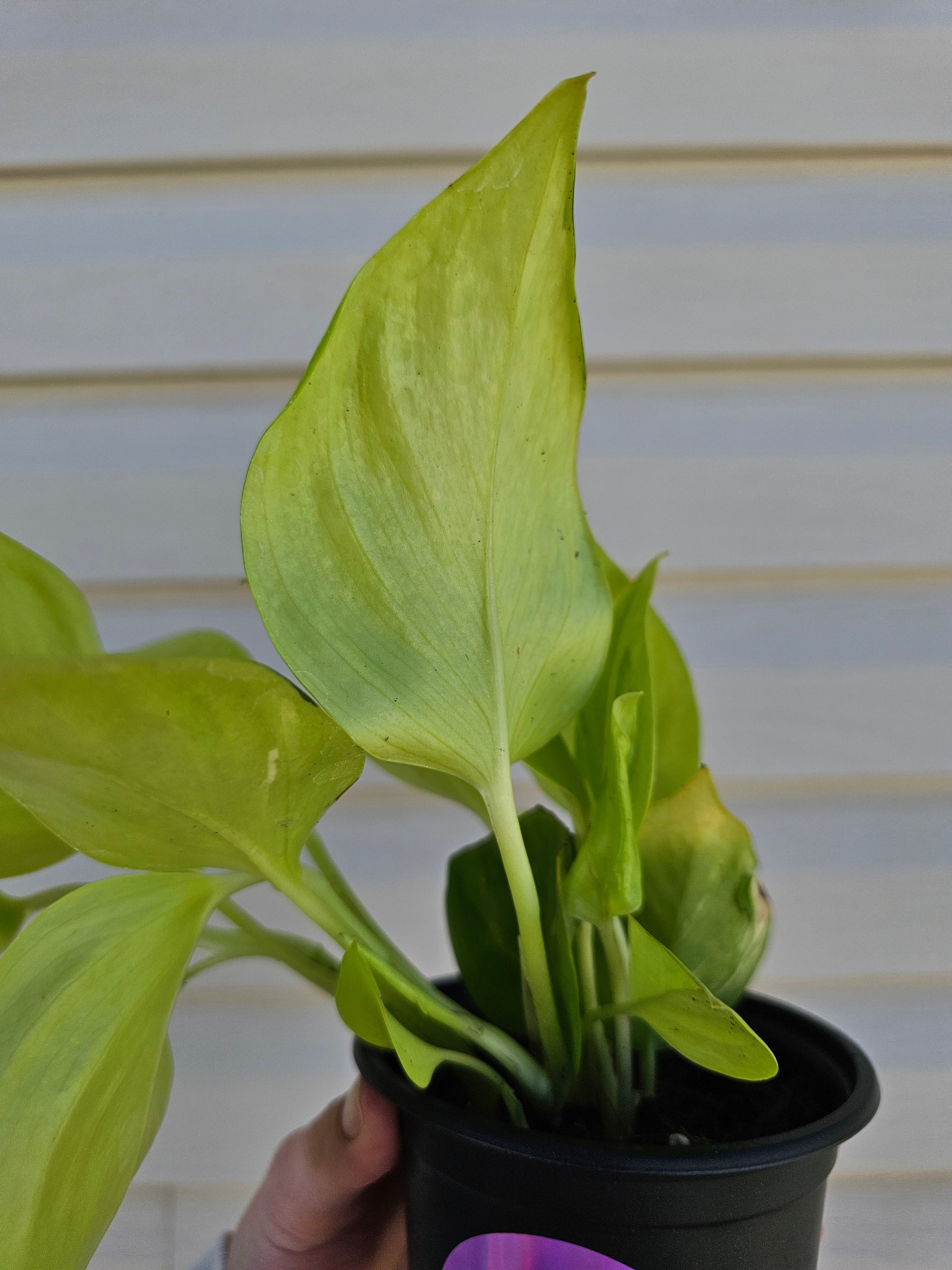 Sao Paulo Pothos!