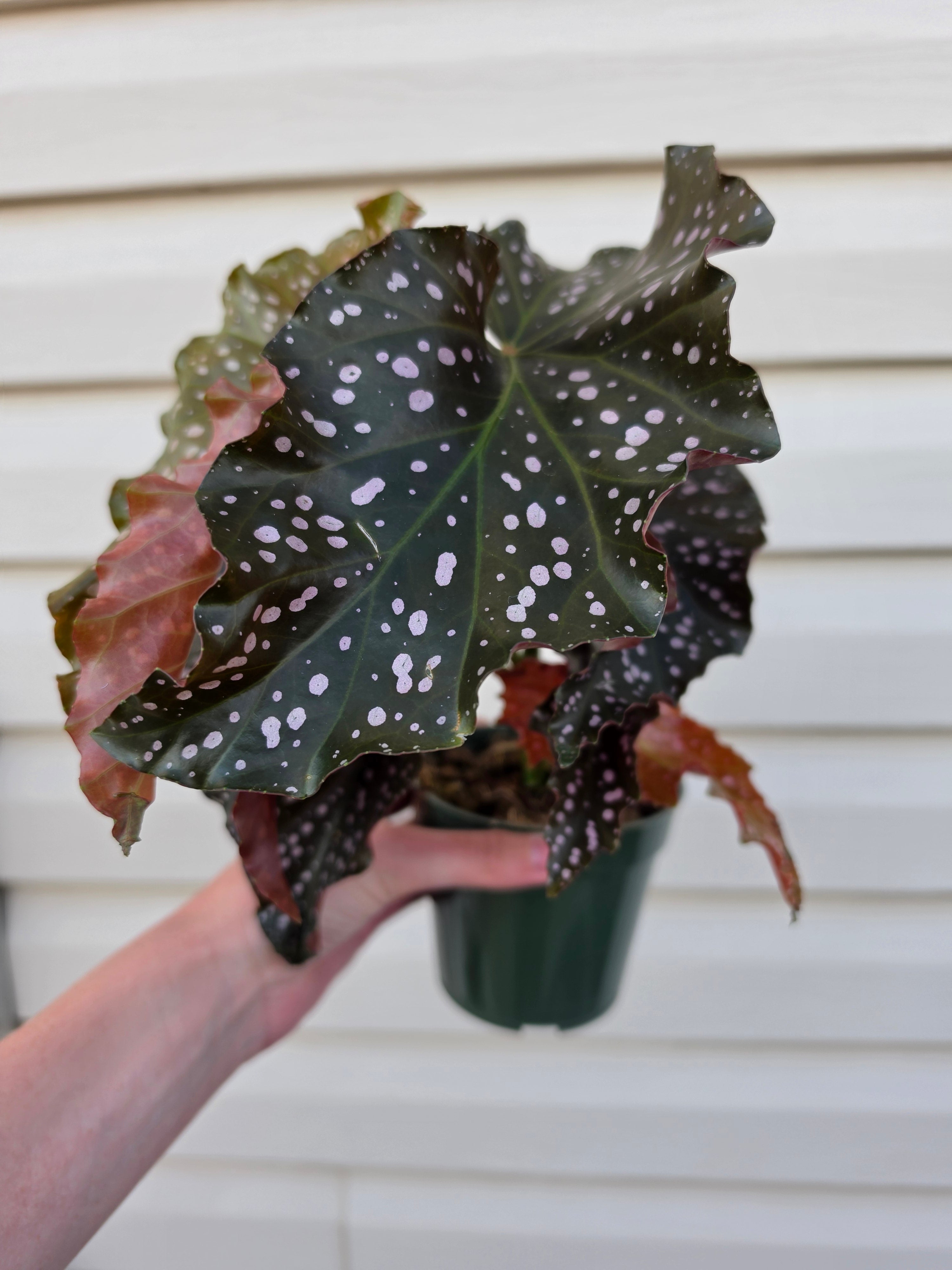 Begonia Cracklin' Rosie