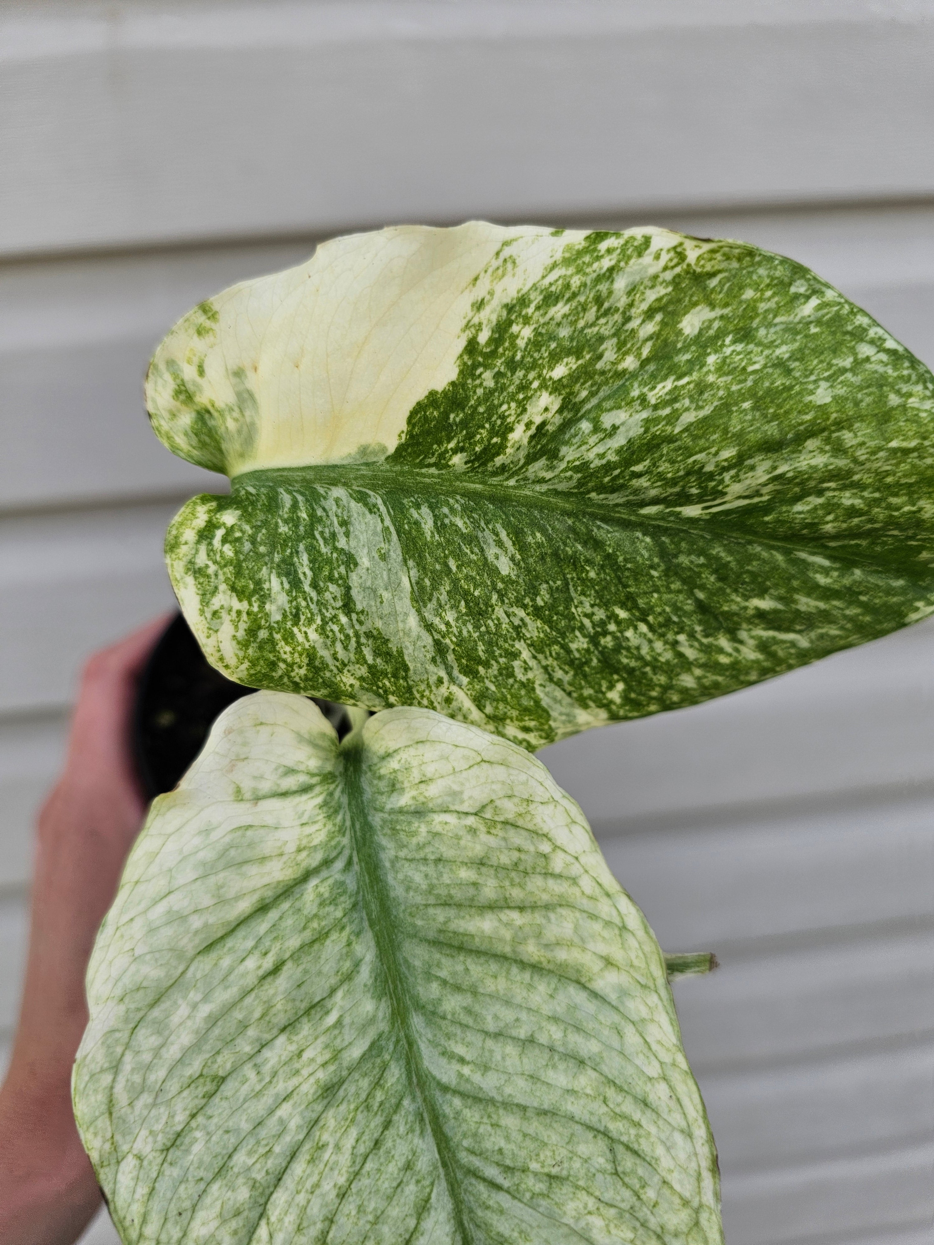 Monstera Mint