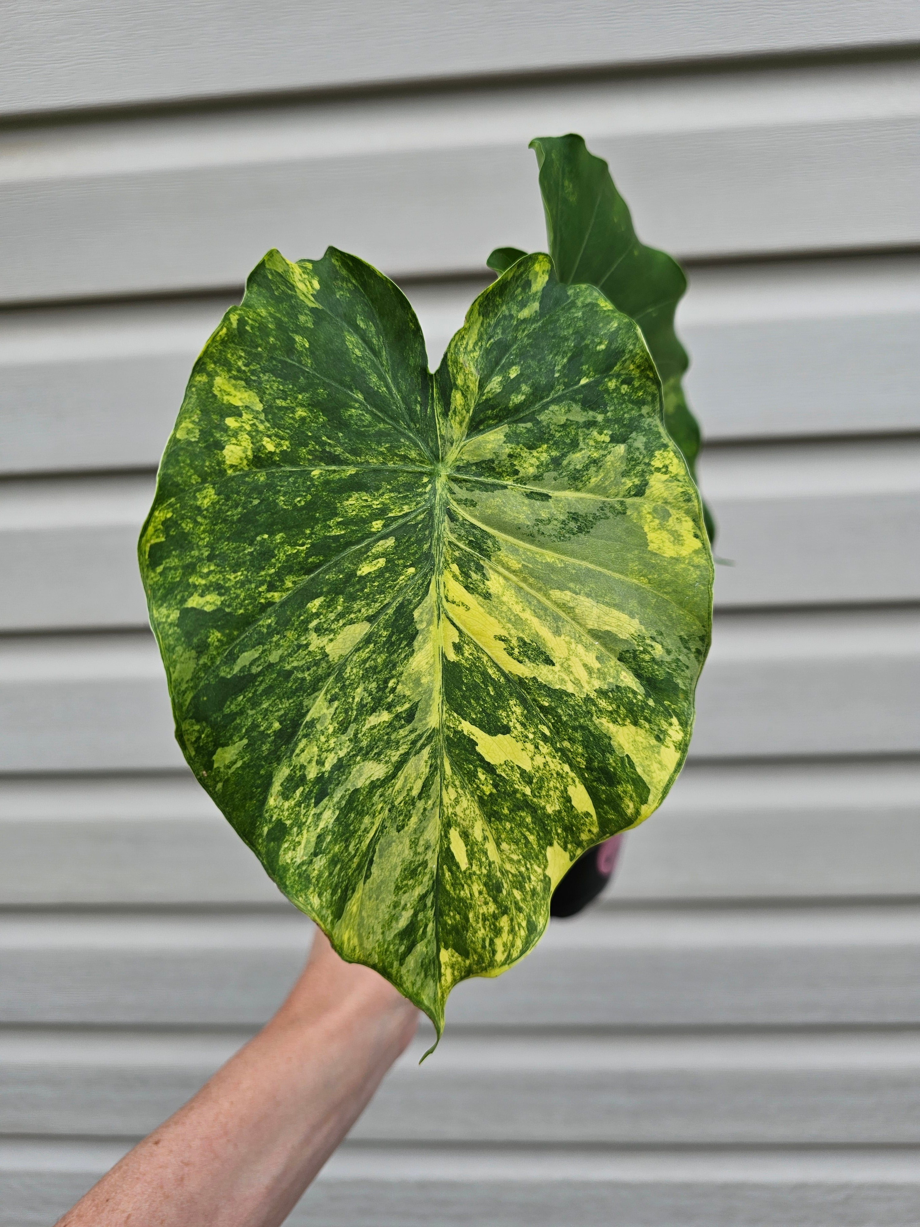 Alocasia Gageana Aurea