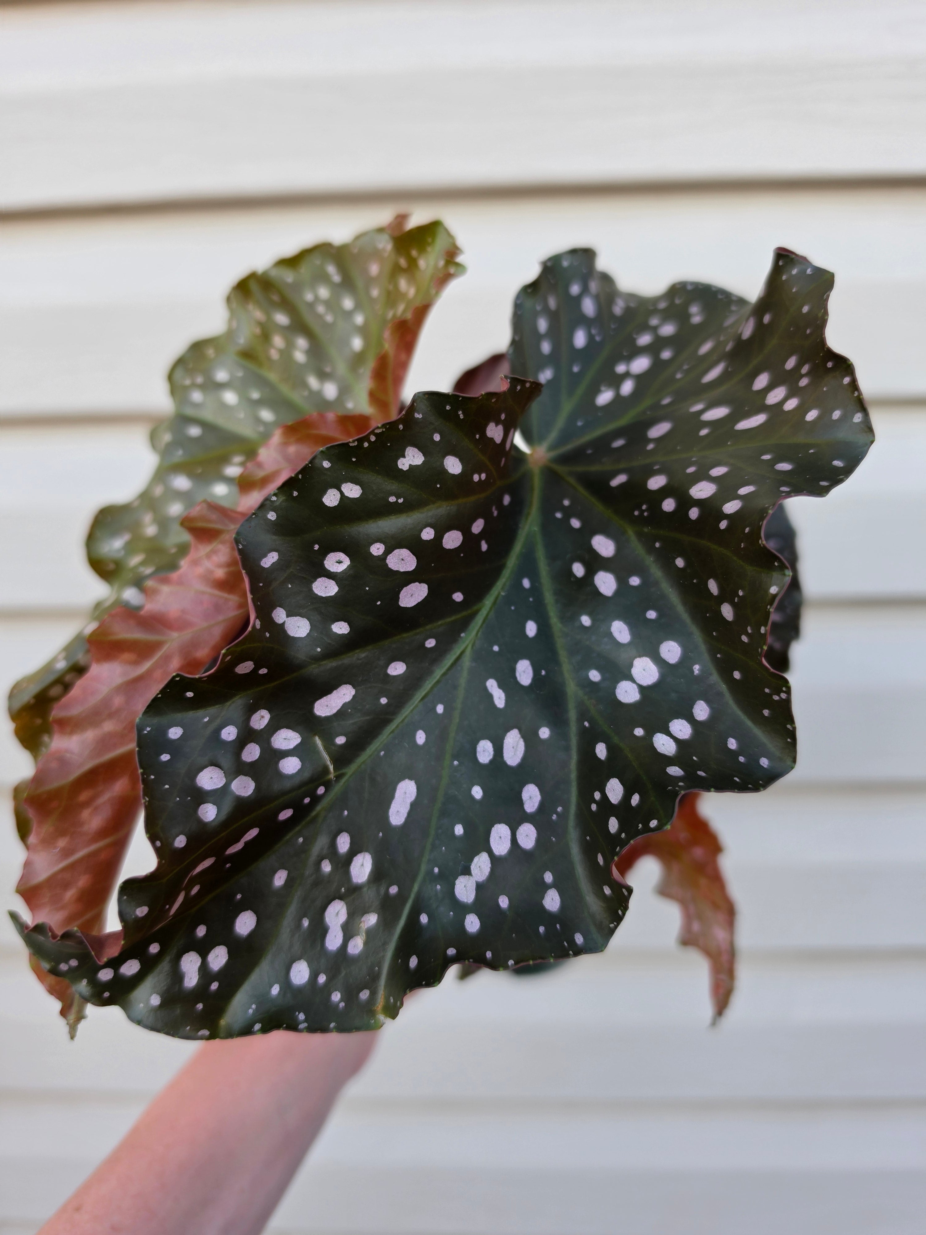Begonia Cracklin' Rosie