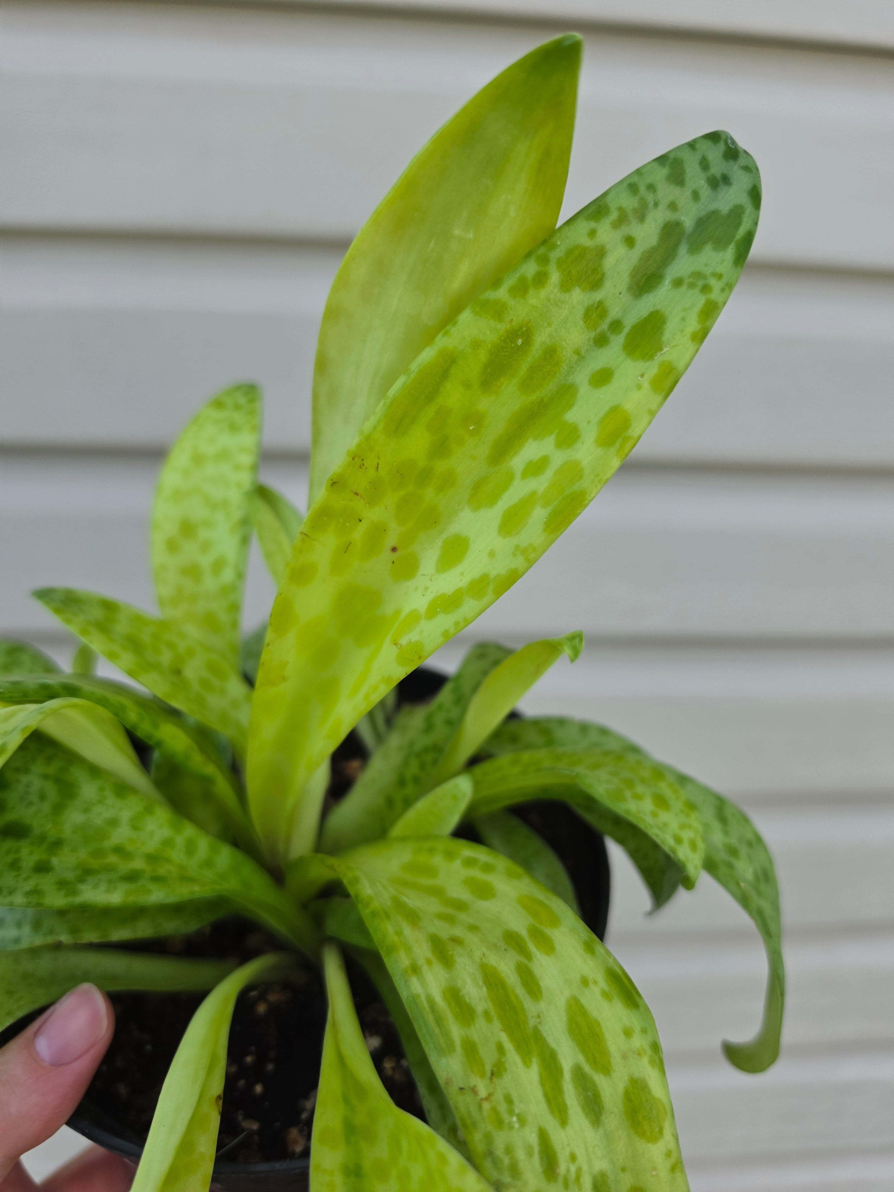 Resnova Humifusa Variegated Leopard Plant