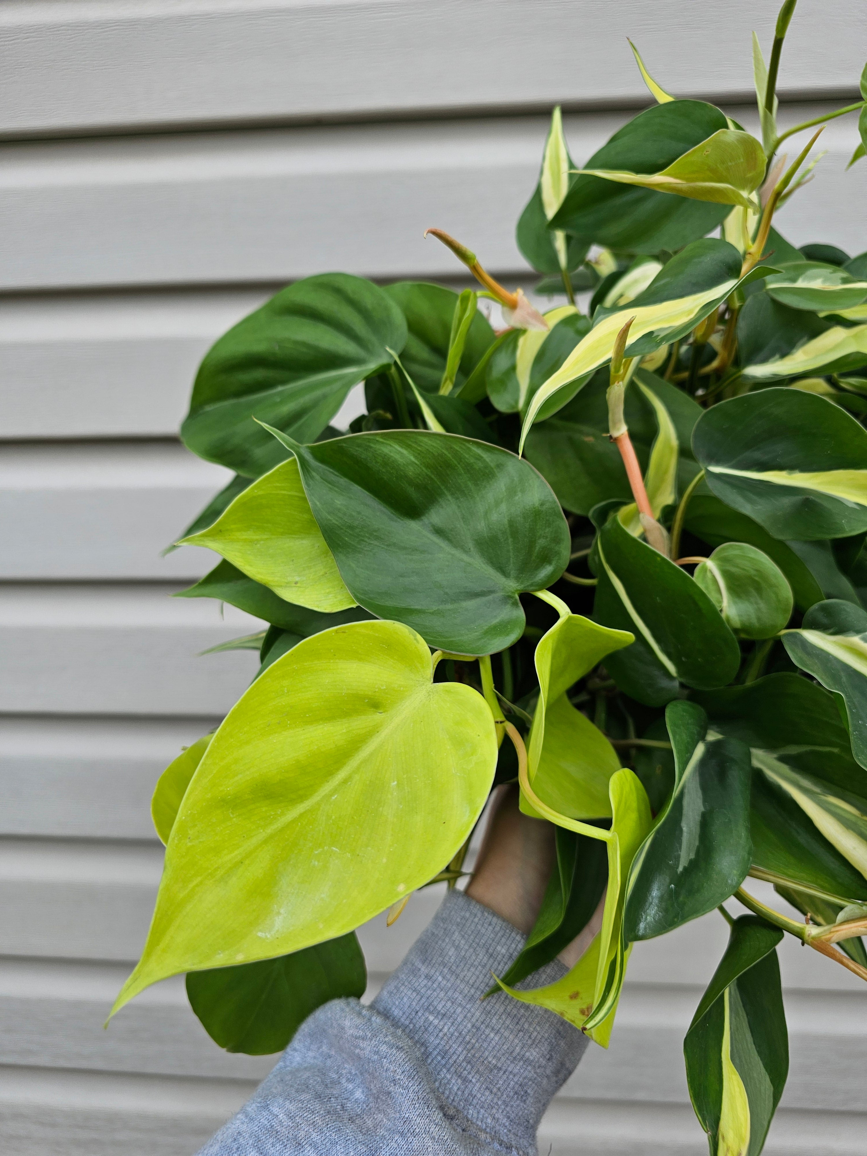 Silver Stripe Philodendron 8"
