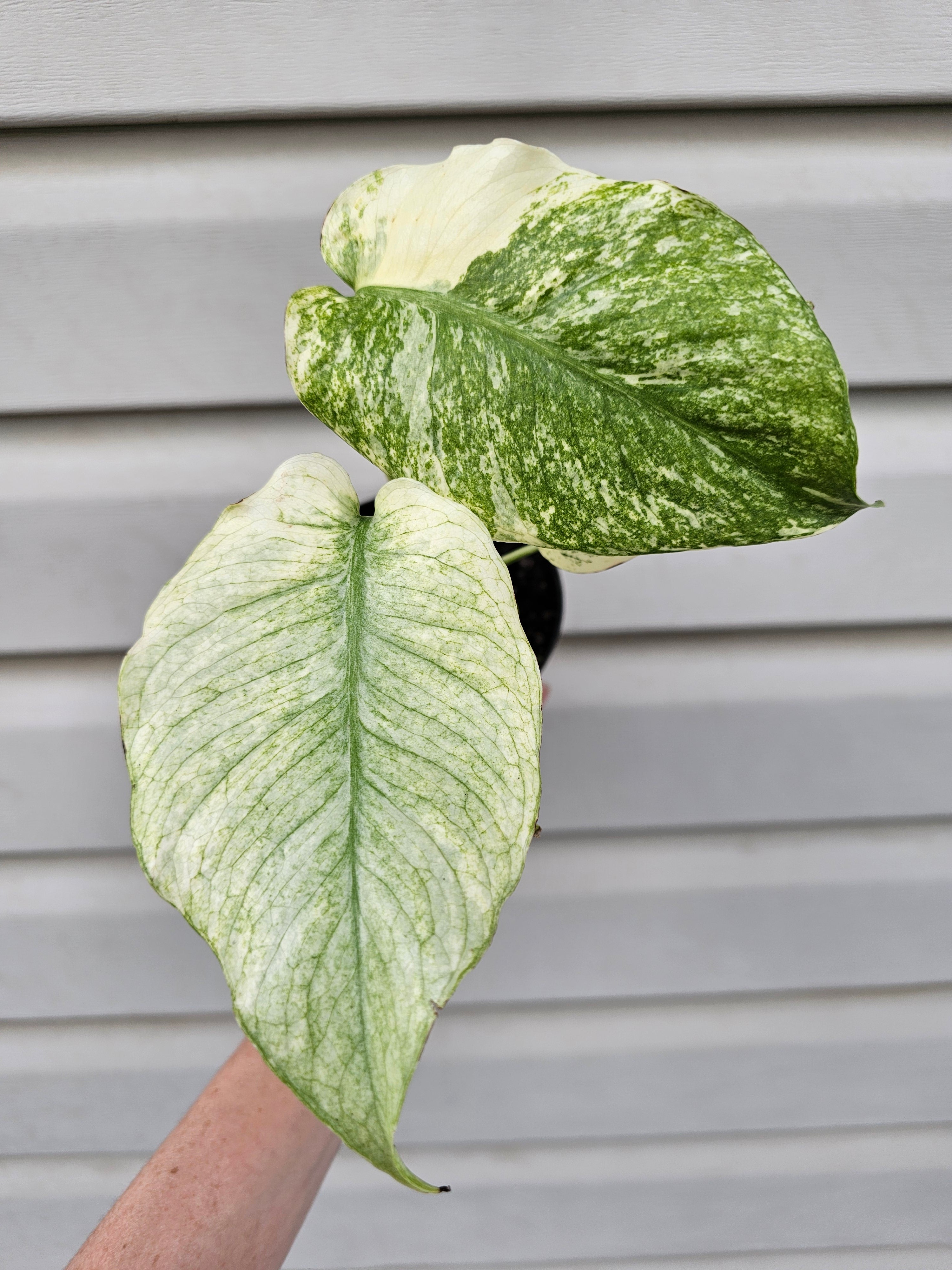 Monstera Mint