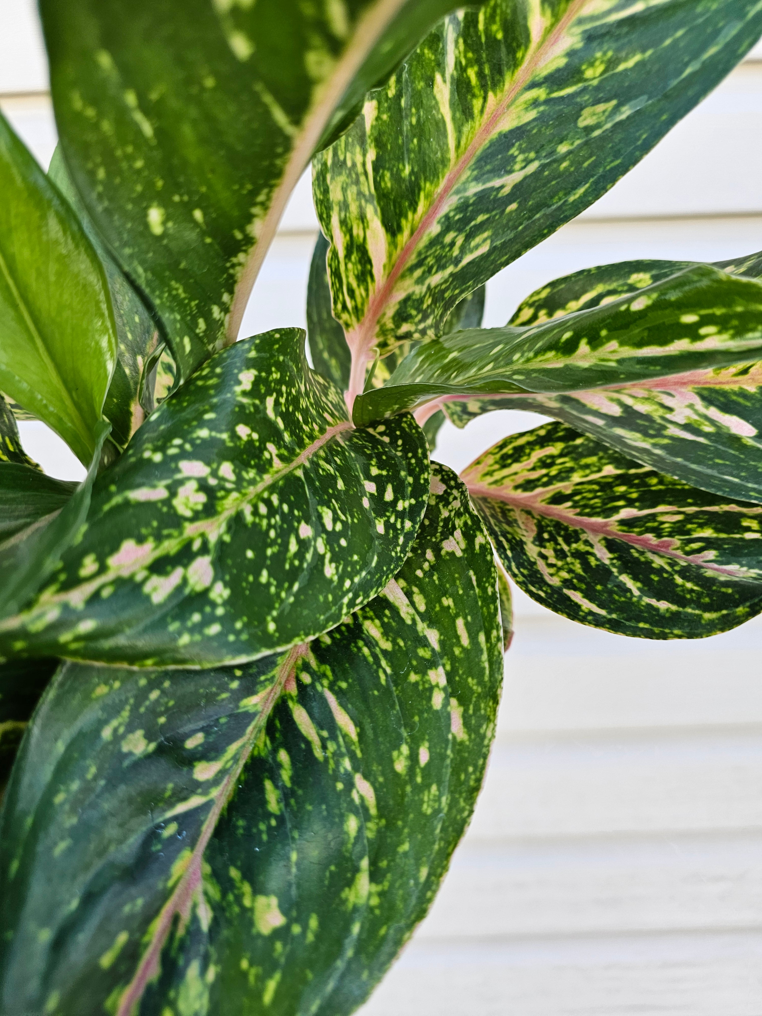 Red Siam Aglaonema 6"