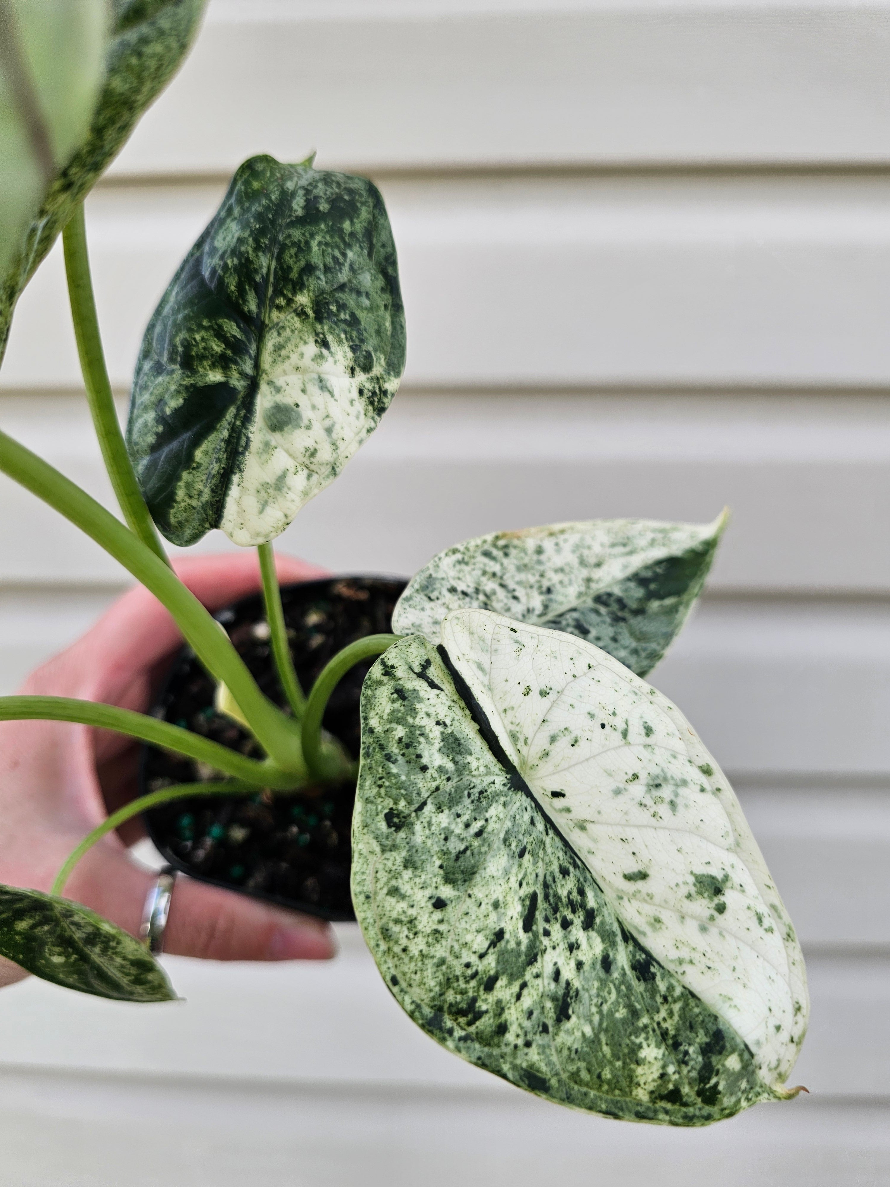 Alocasia Dragon Scale Mint