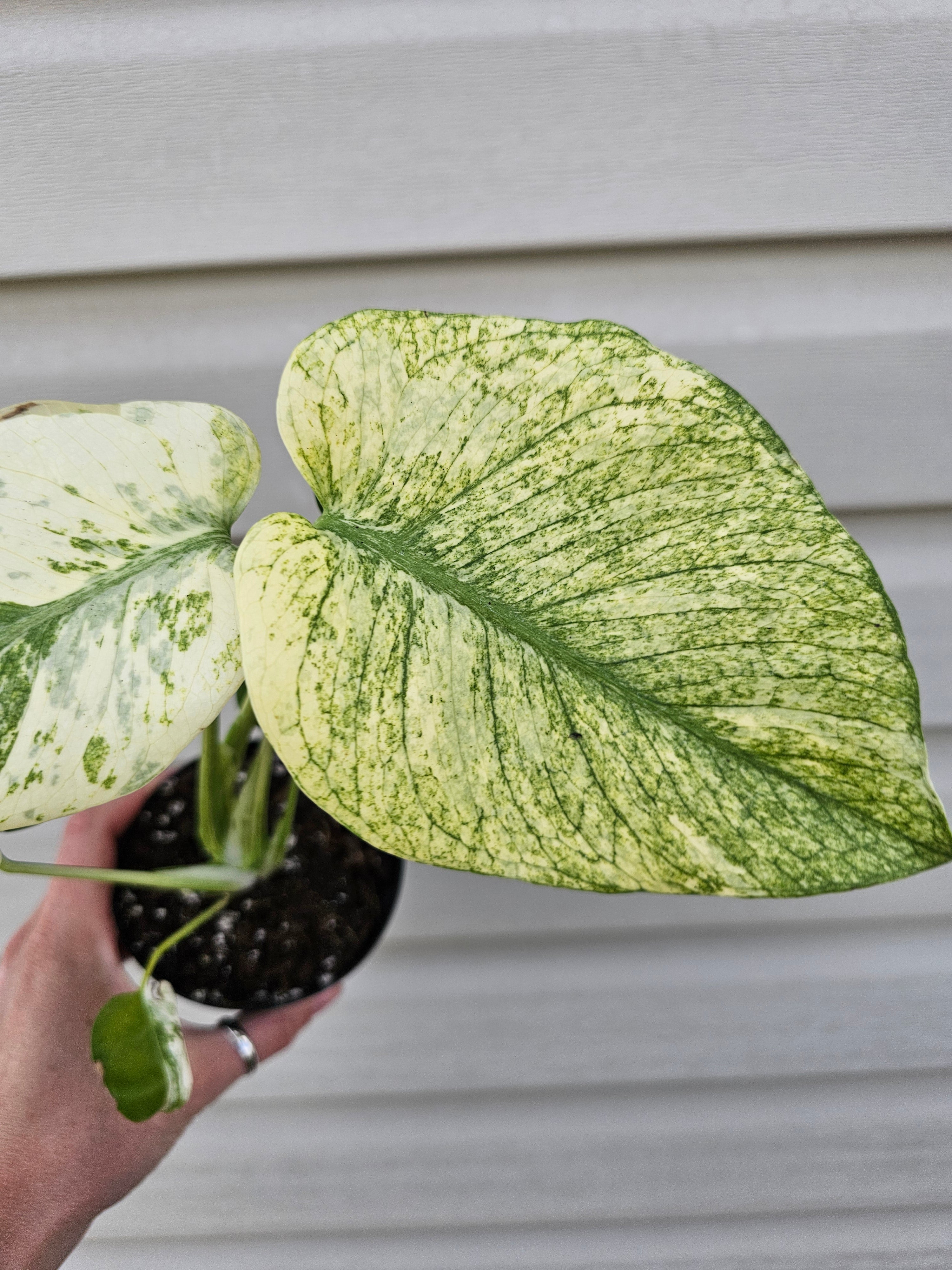 Monstera Mint