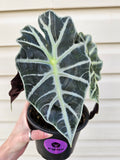 Alocasia Polly 6"