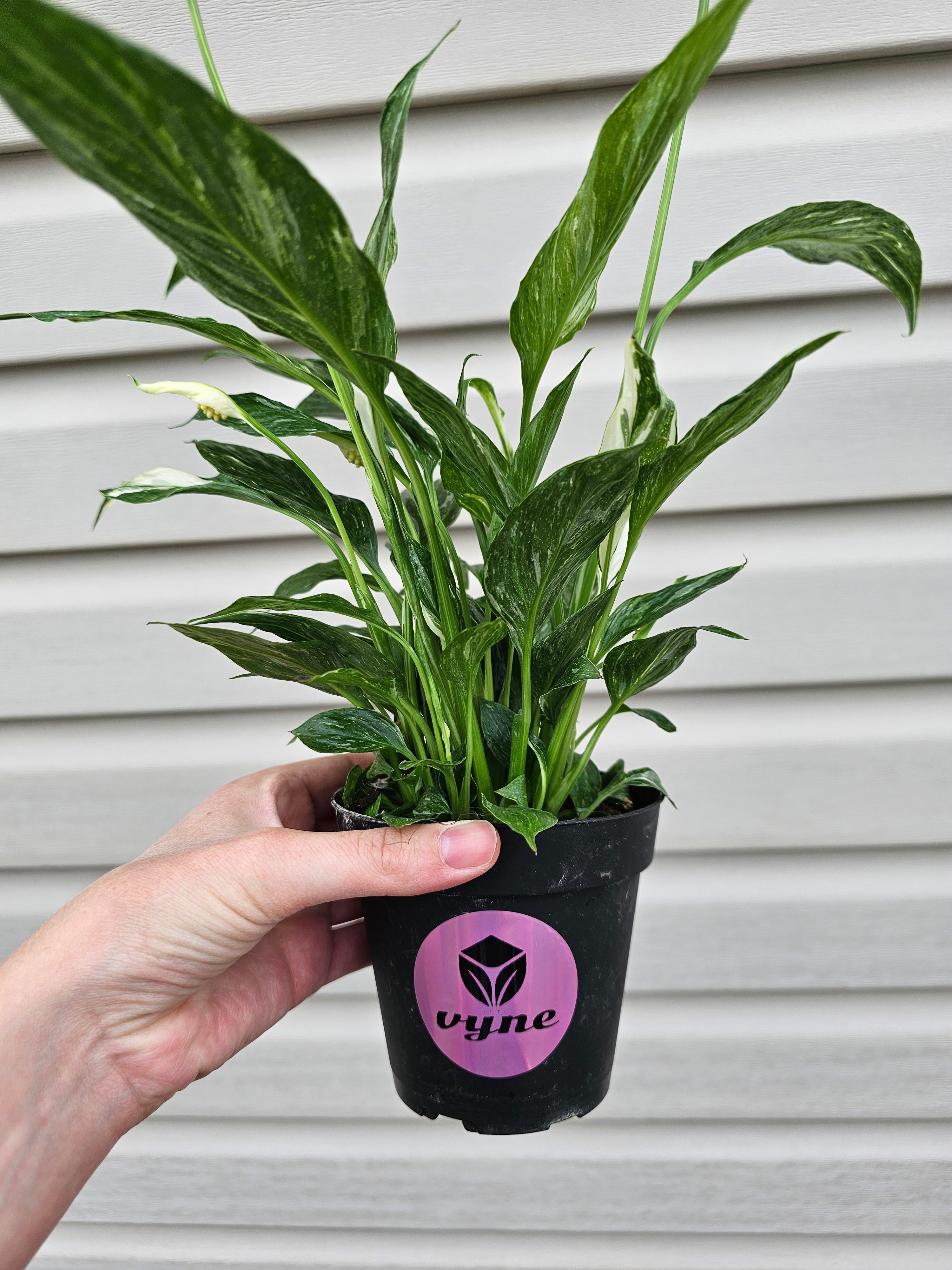 Domino Peace Lily