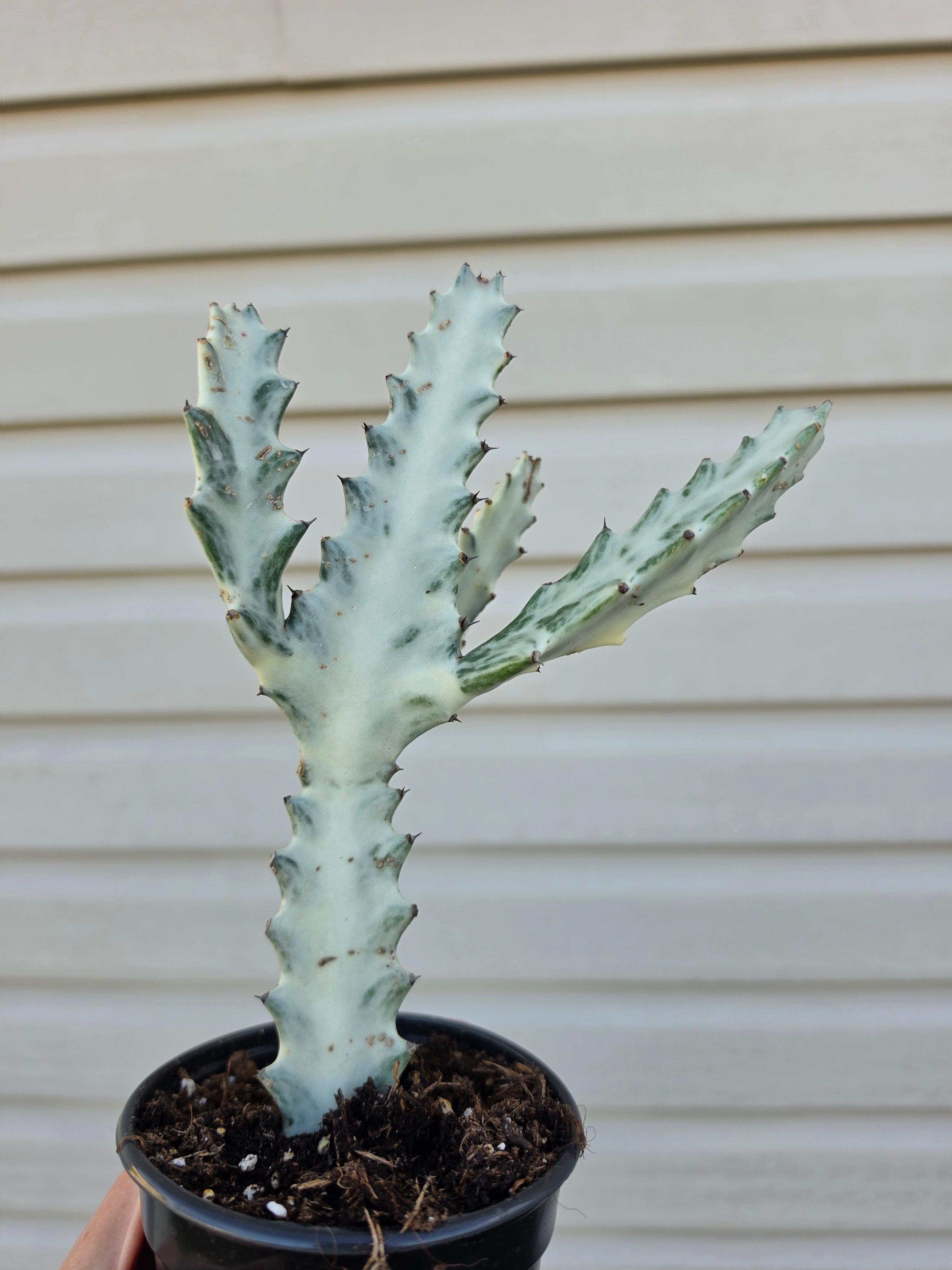 Euphorbia Ghost