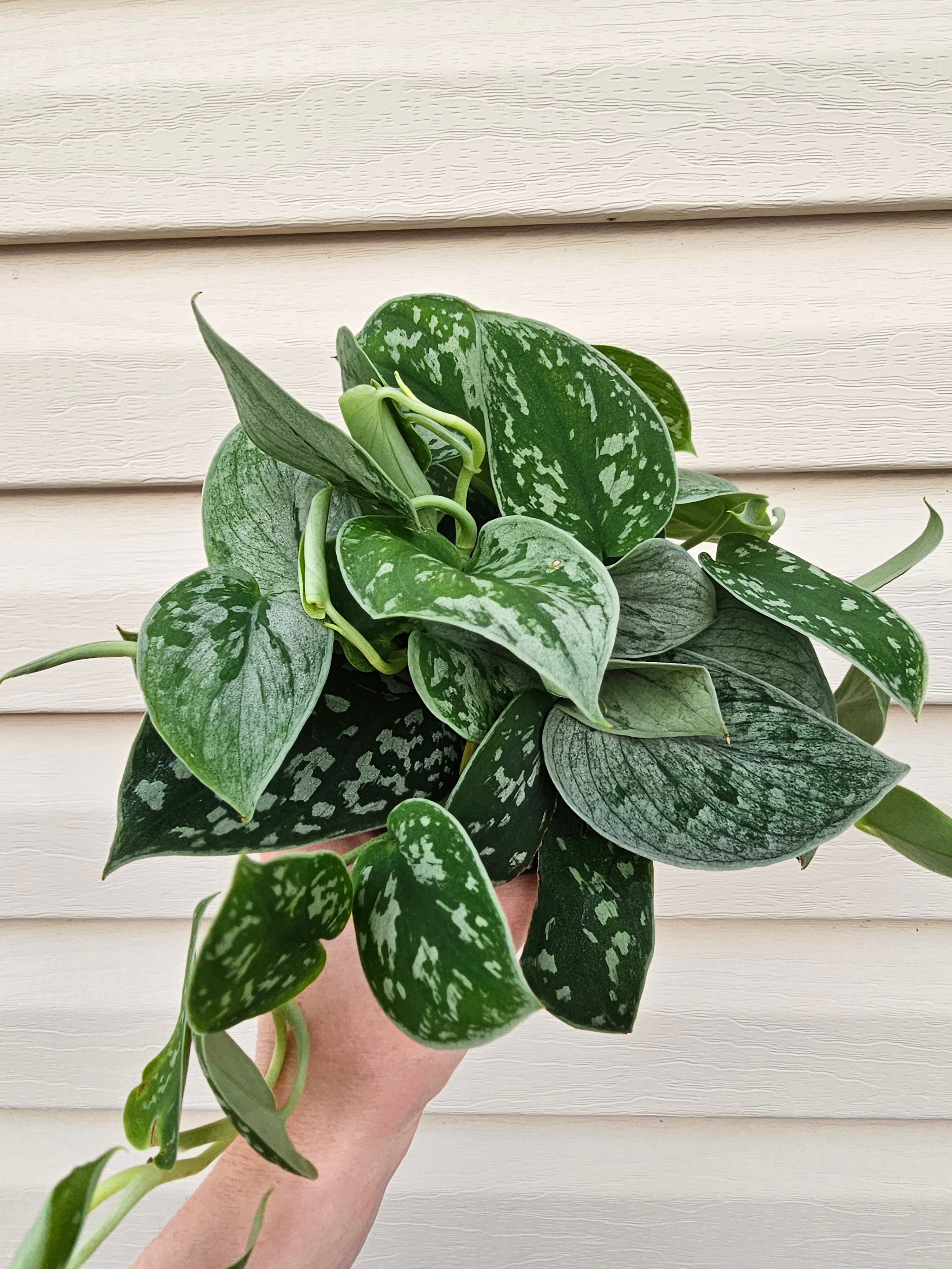 Satin Pothos - Scindapsus Argyraeus