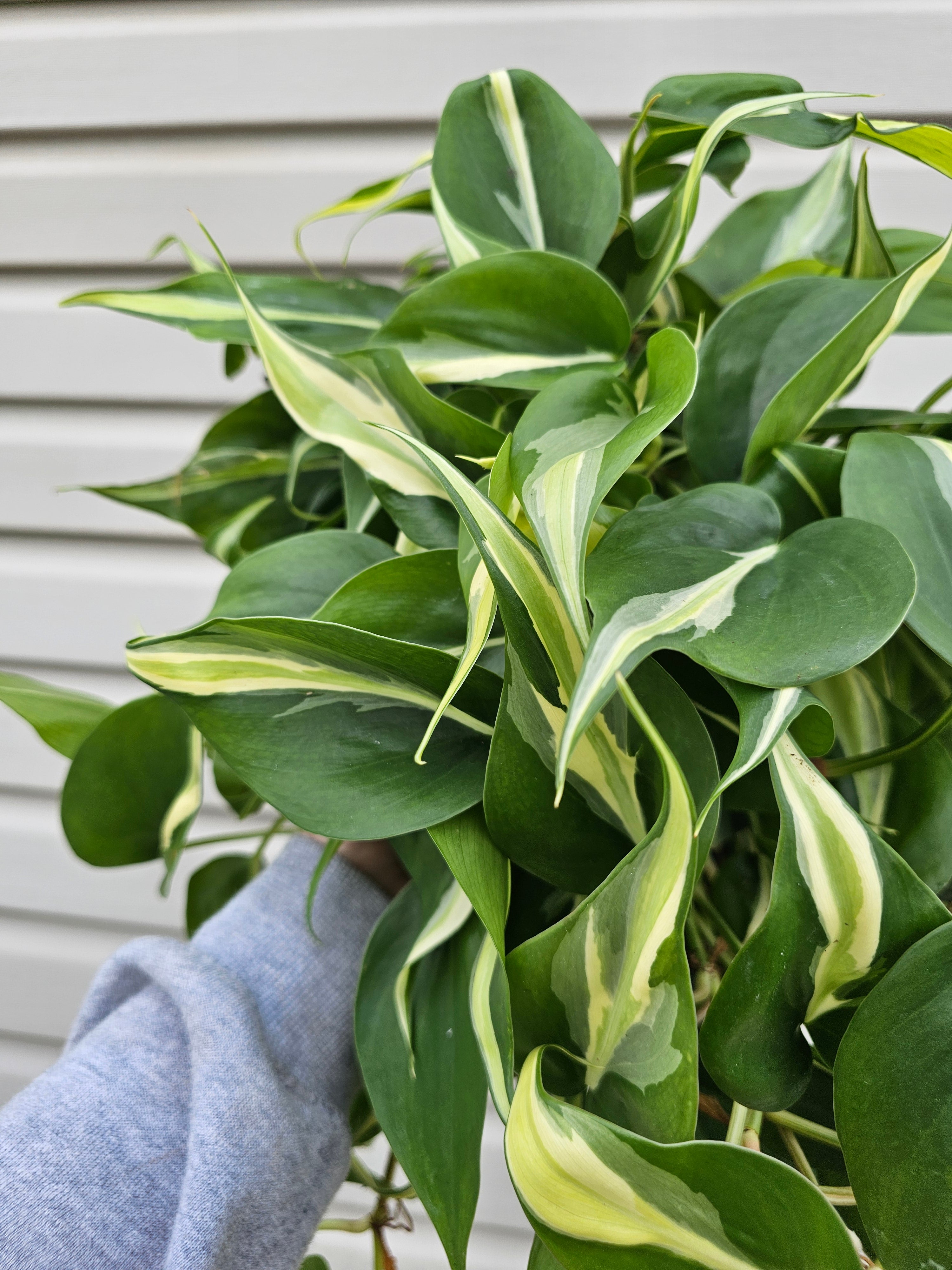 Silver Stripe Philodendron 8"