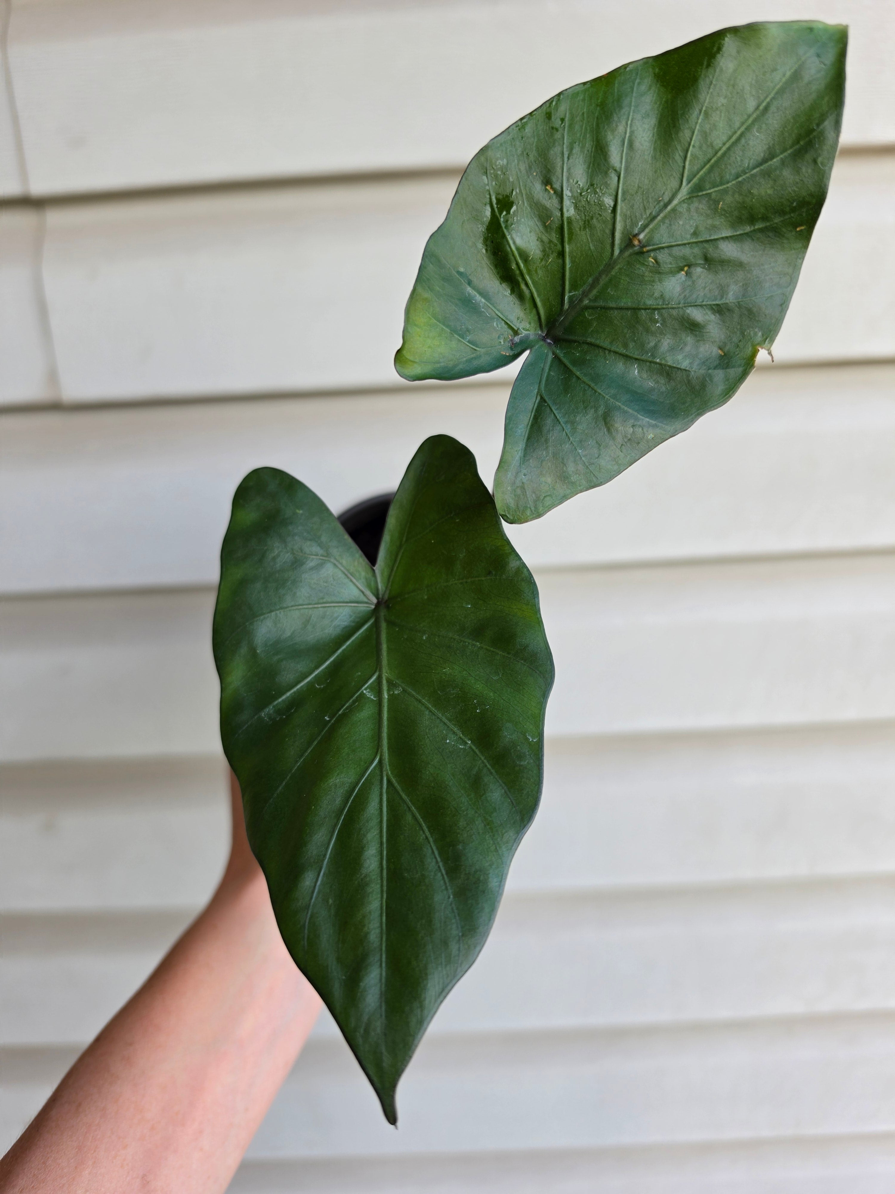 Alocasia Metalhead