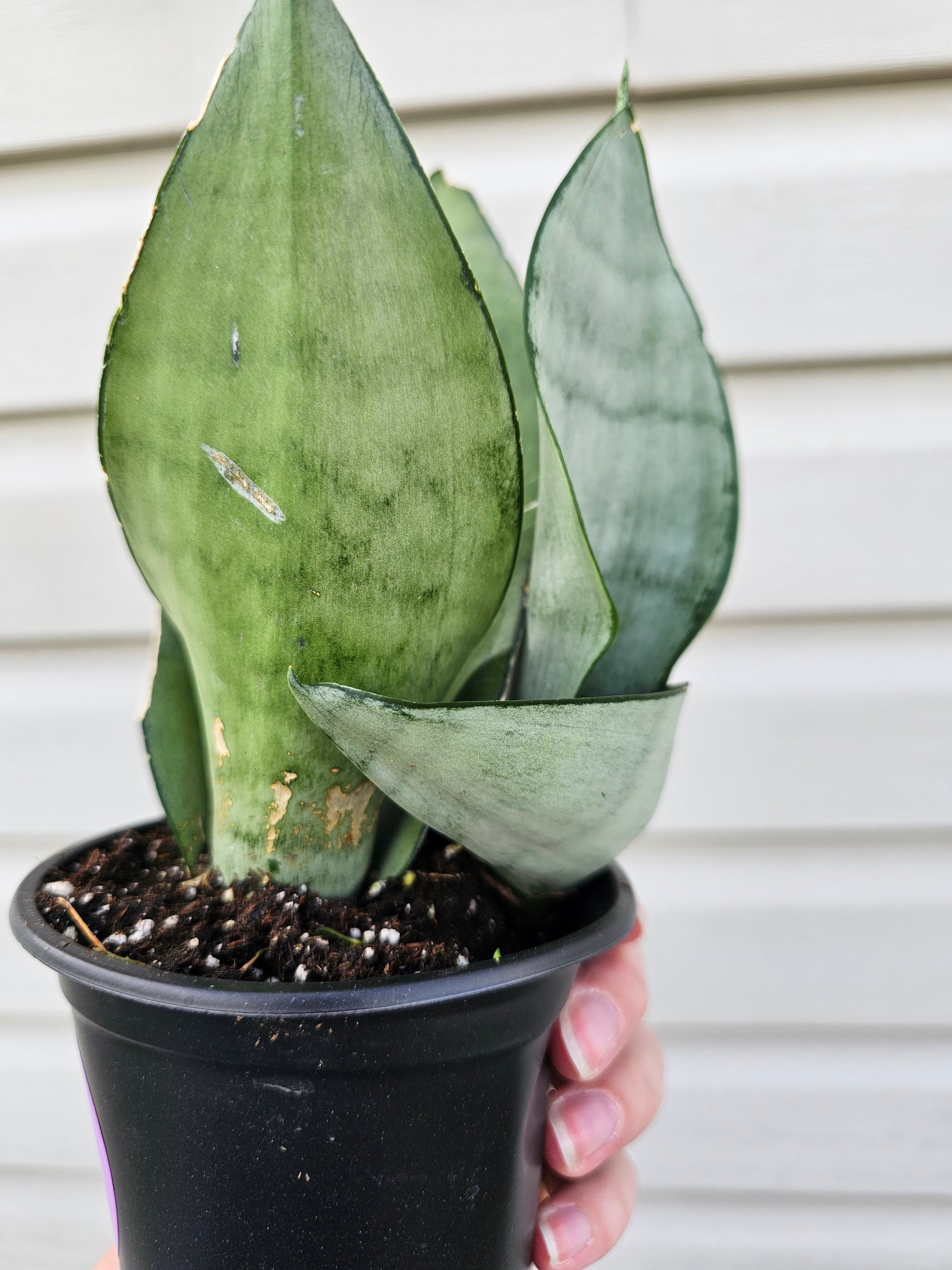 Snake Plant Moonshine
