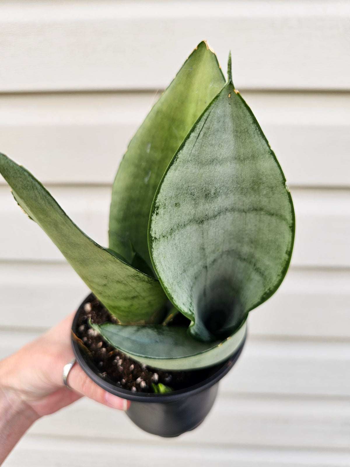 Snake Plant Moonshine