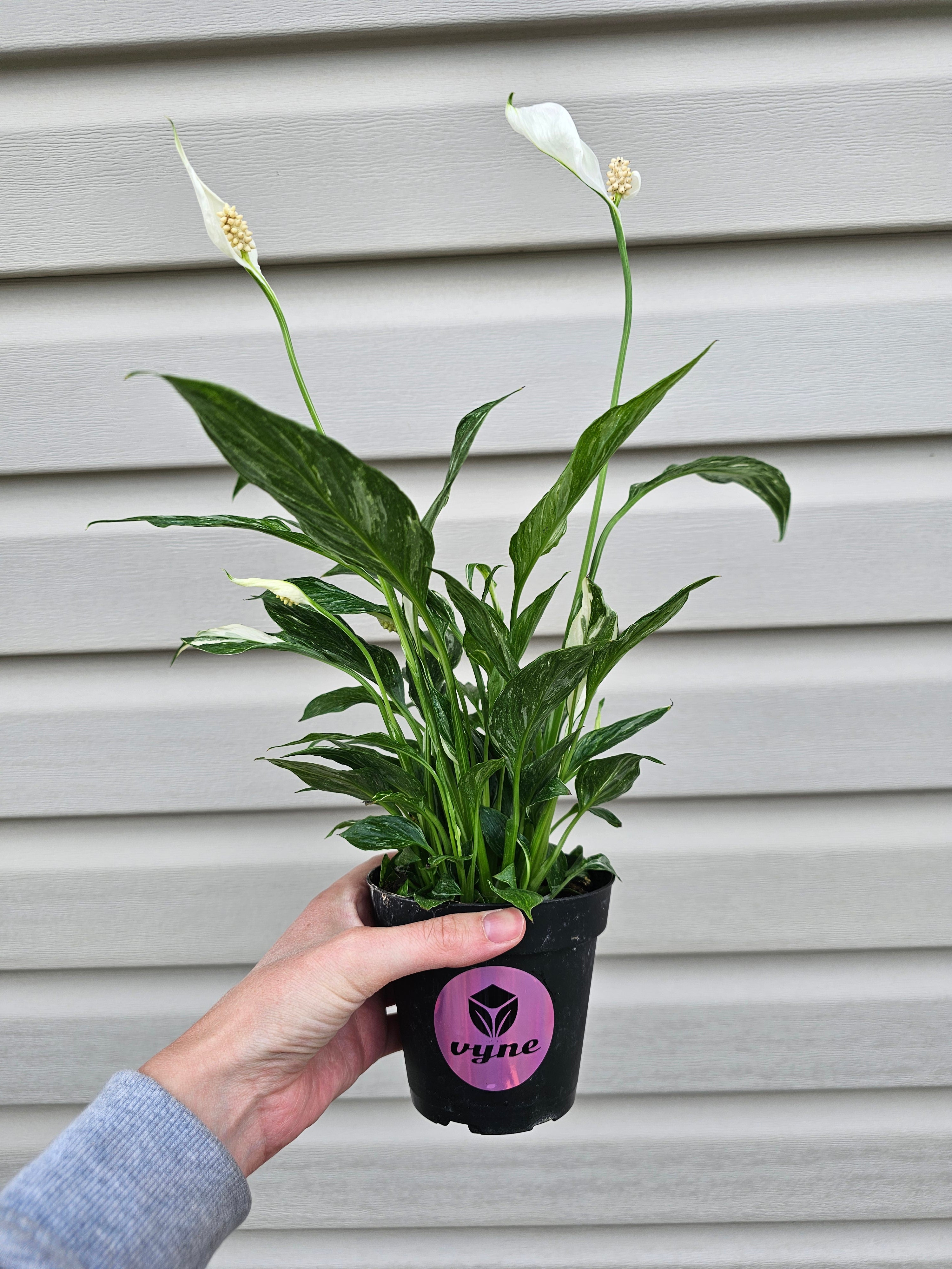 Domino Peace Lily