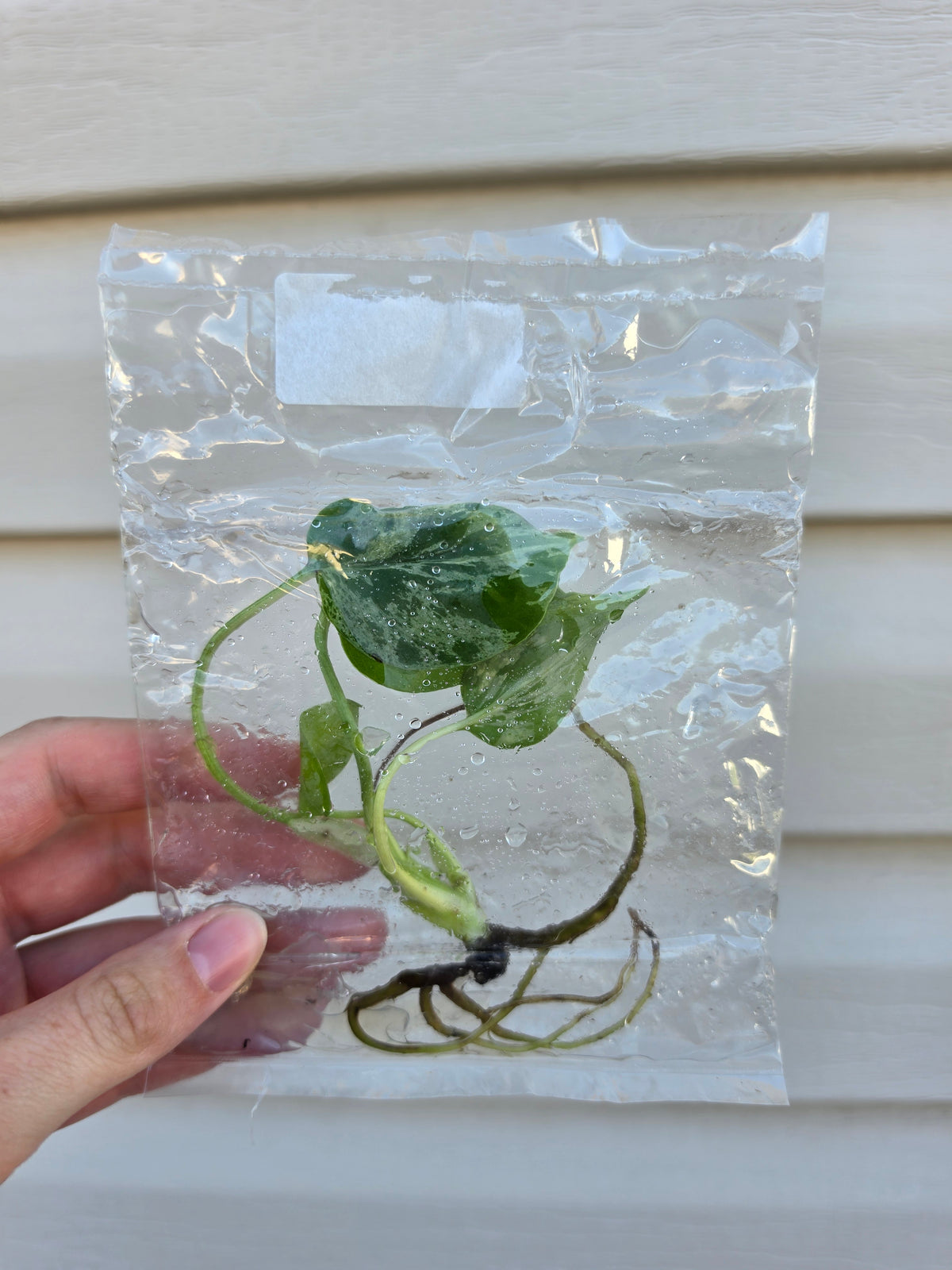 Monstera Bulbasaur Variegated