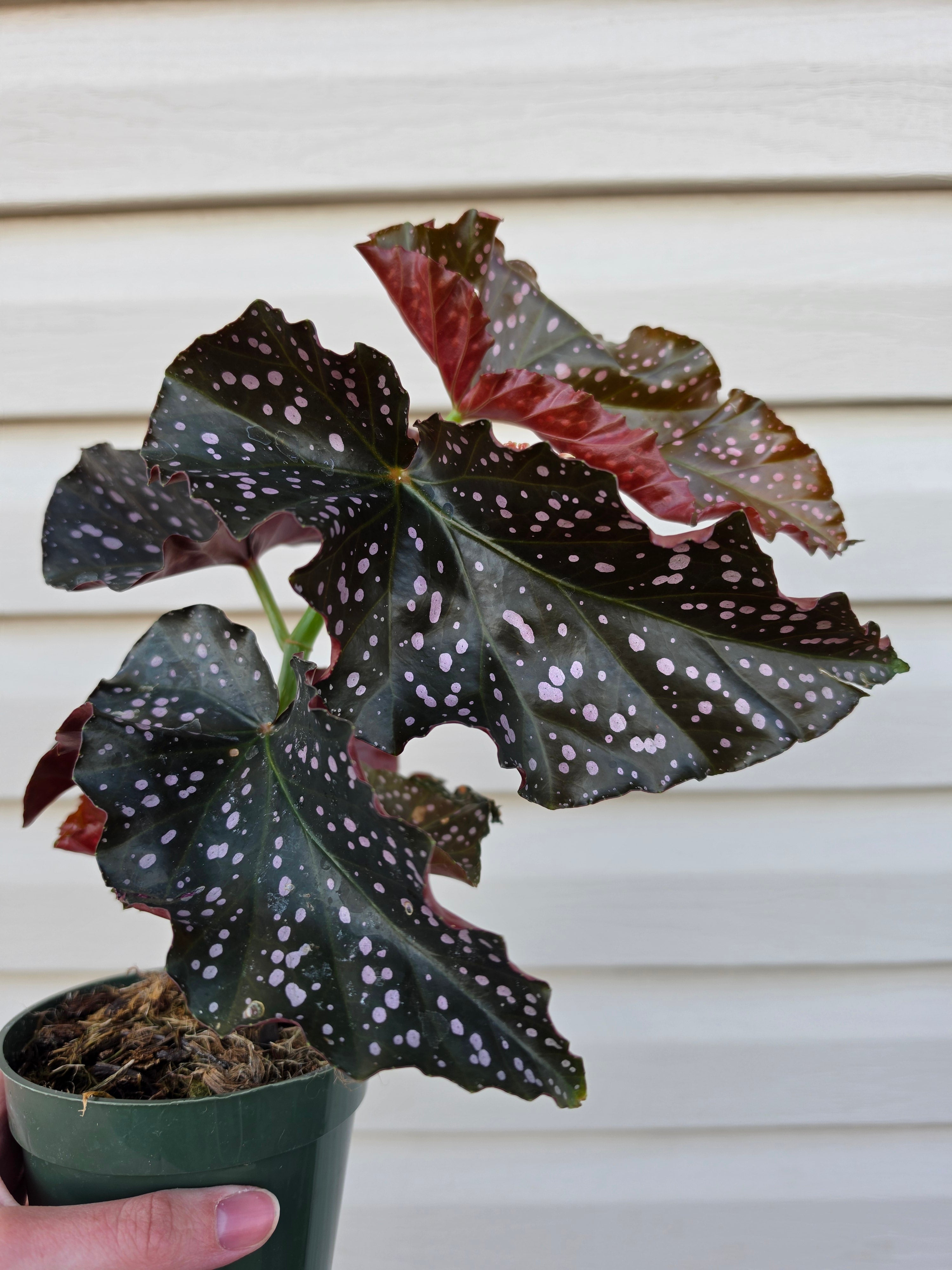 Begonia Cracklin' Rosie