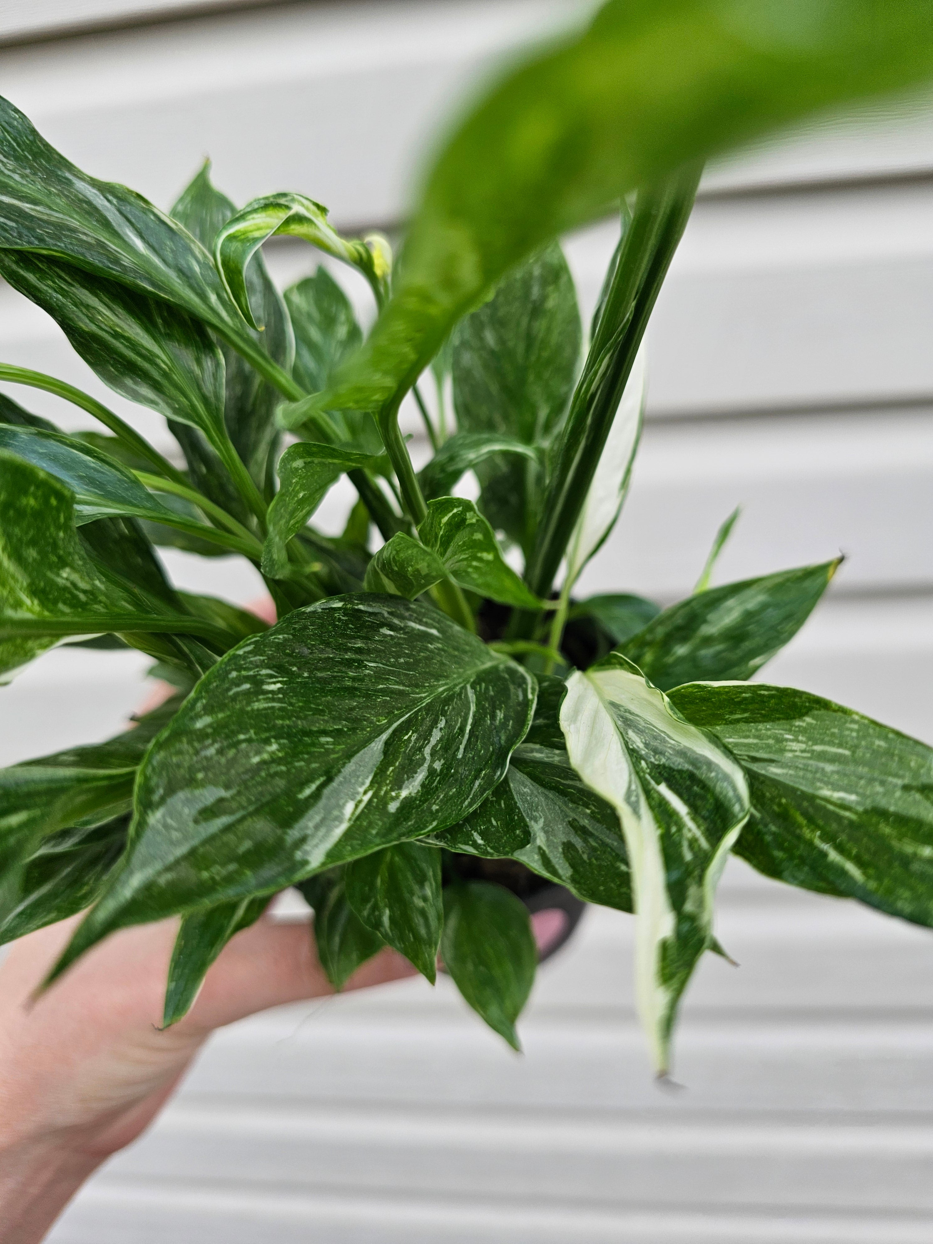 Domino Peace Lily