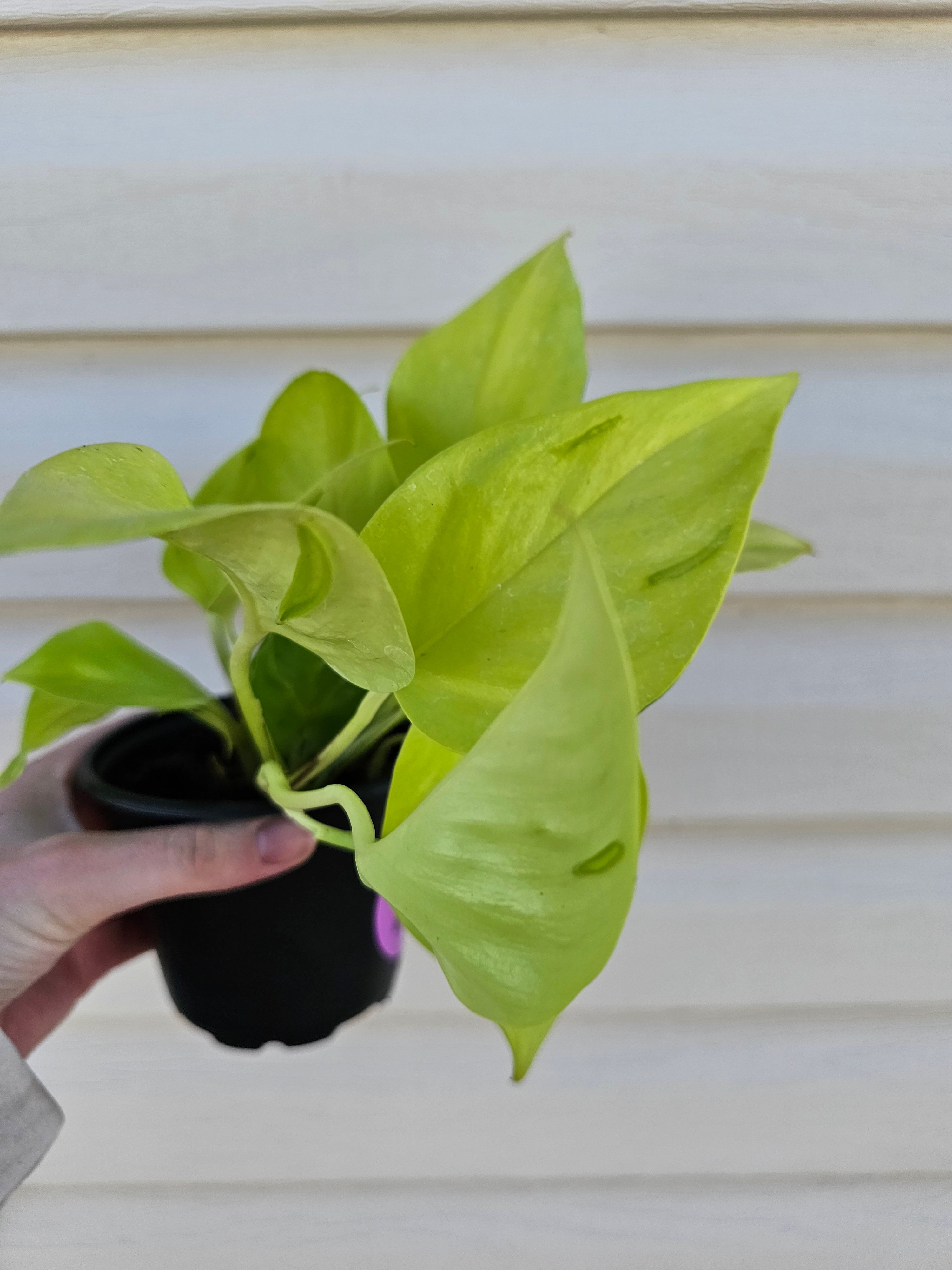 Sao Paulo Pothos!