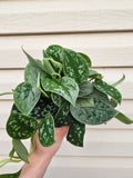 Satin Pothos - Scindapsus Argyraeus