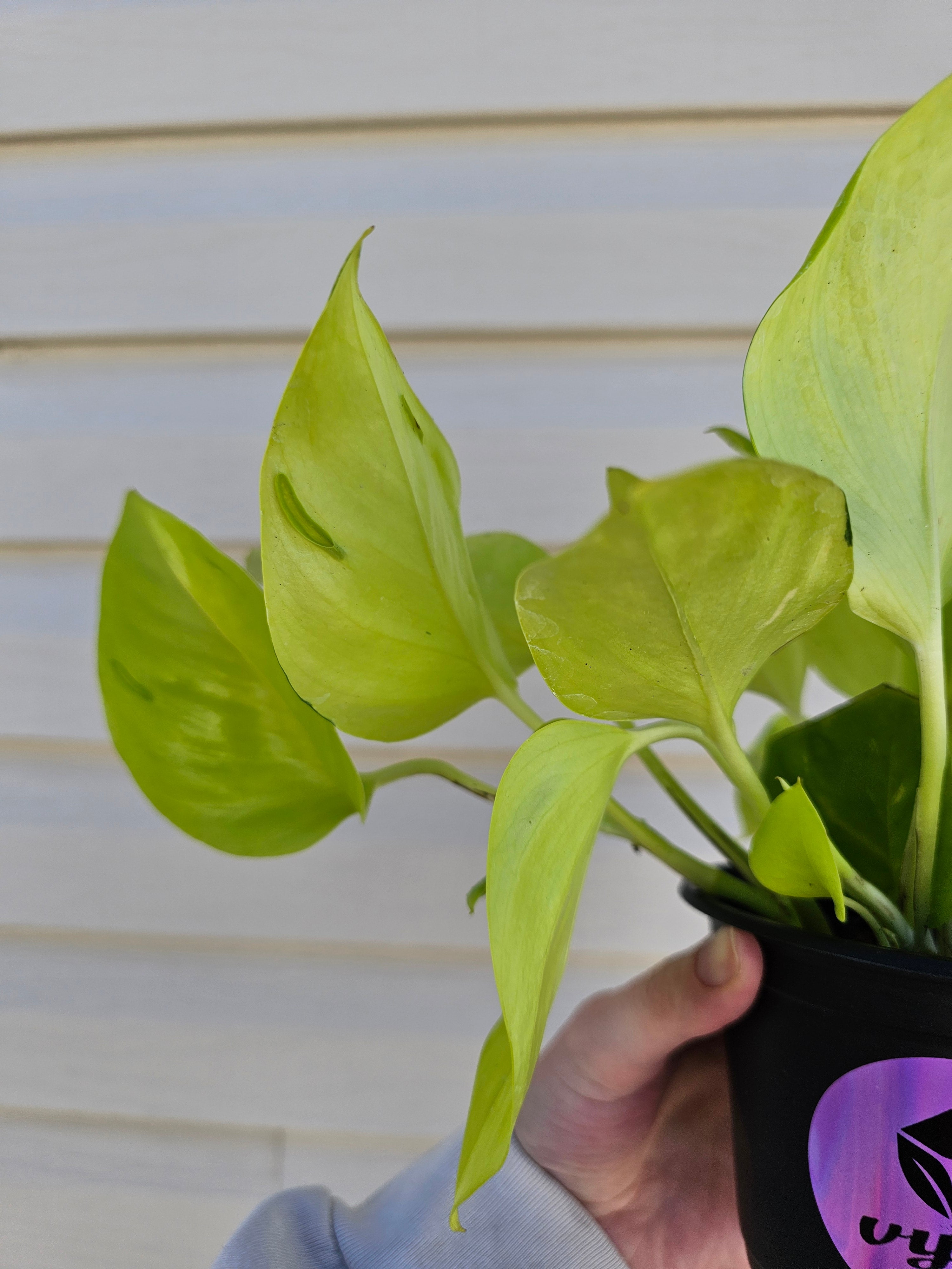 Sao Paulo Pothos!