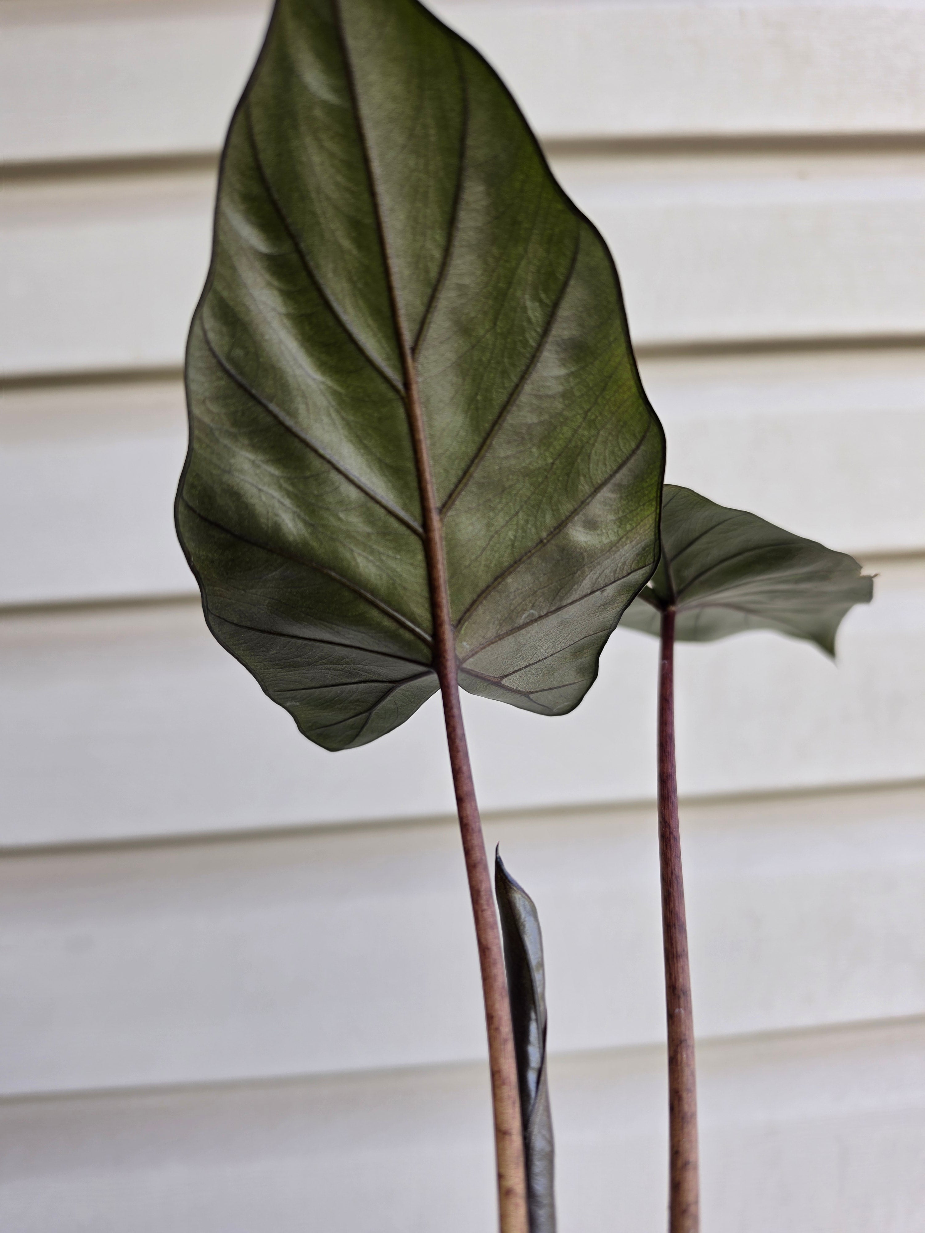 Alocasia Metalhead