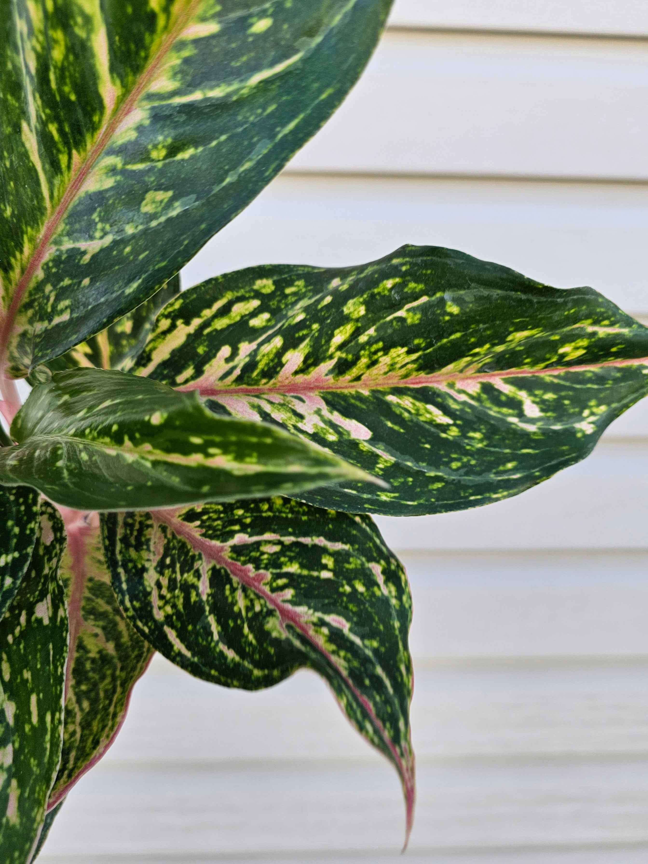 Red Siam Aglaonema 6"