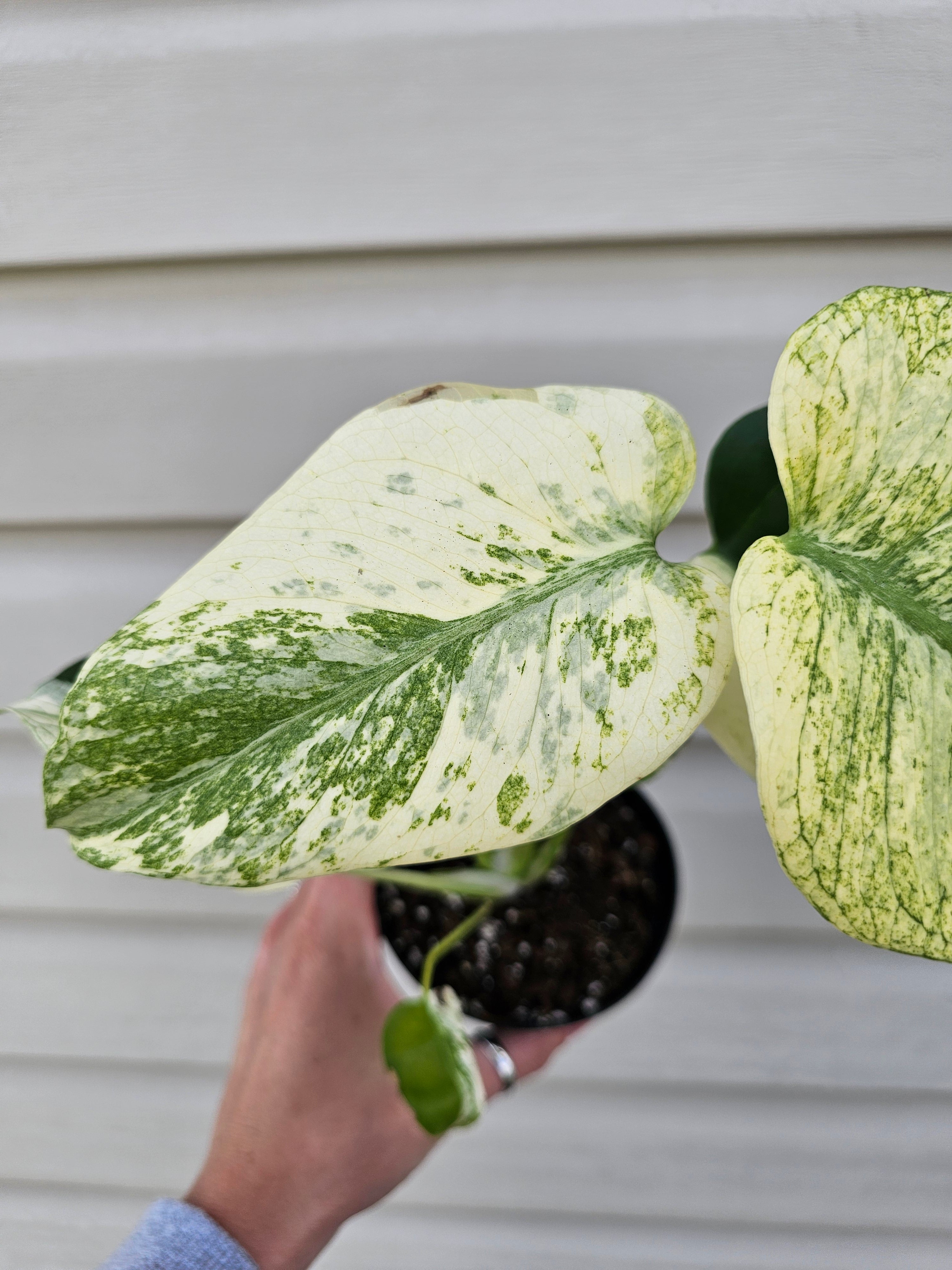 Monstera Mint