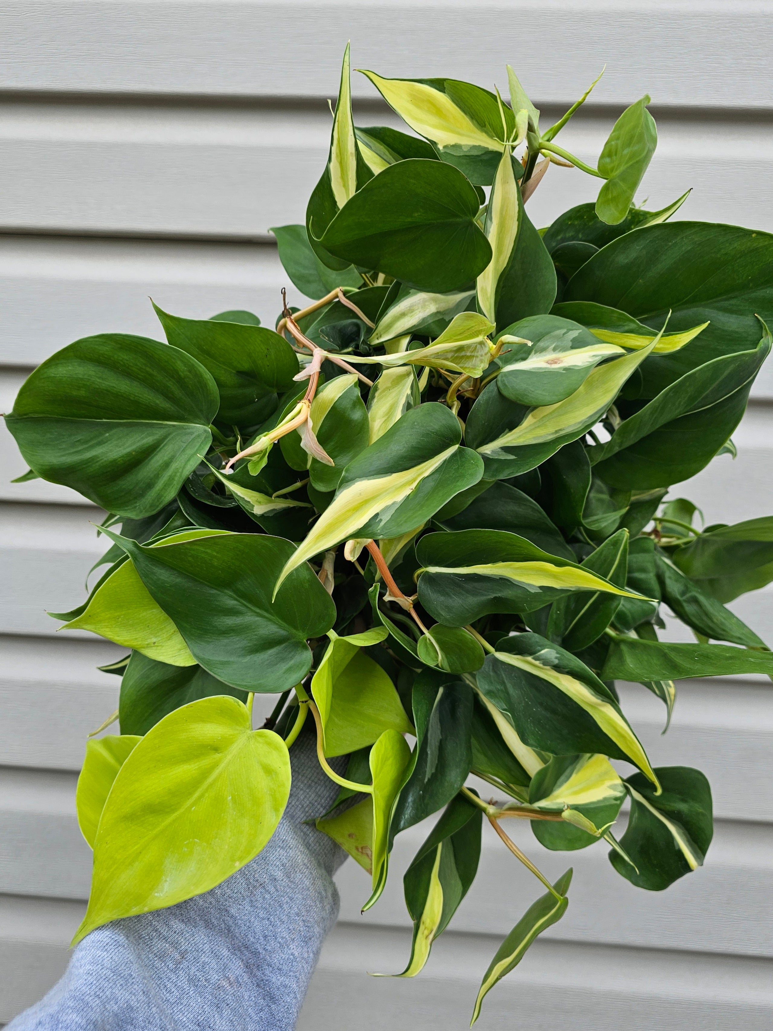 Silver Stripe Philodendron 8"