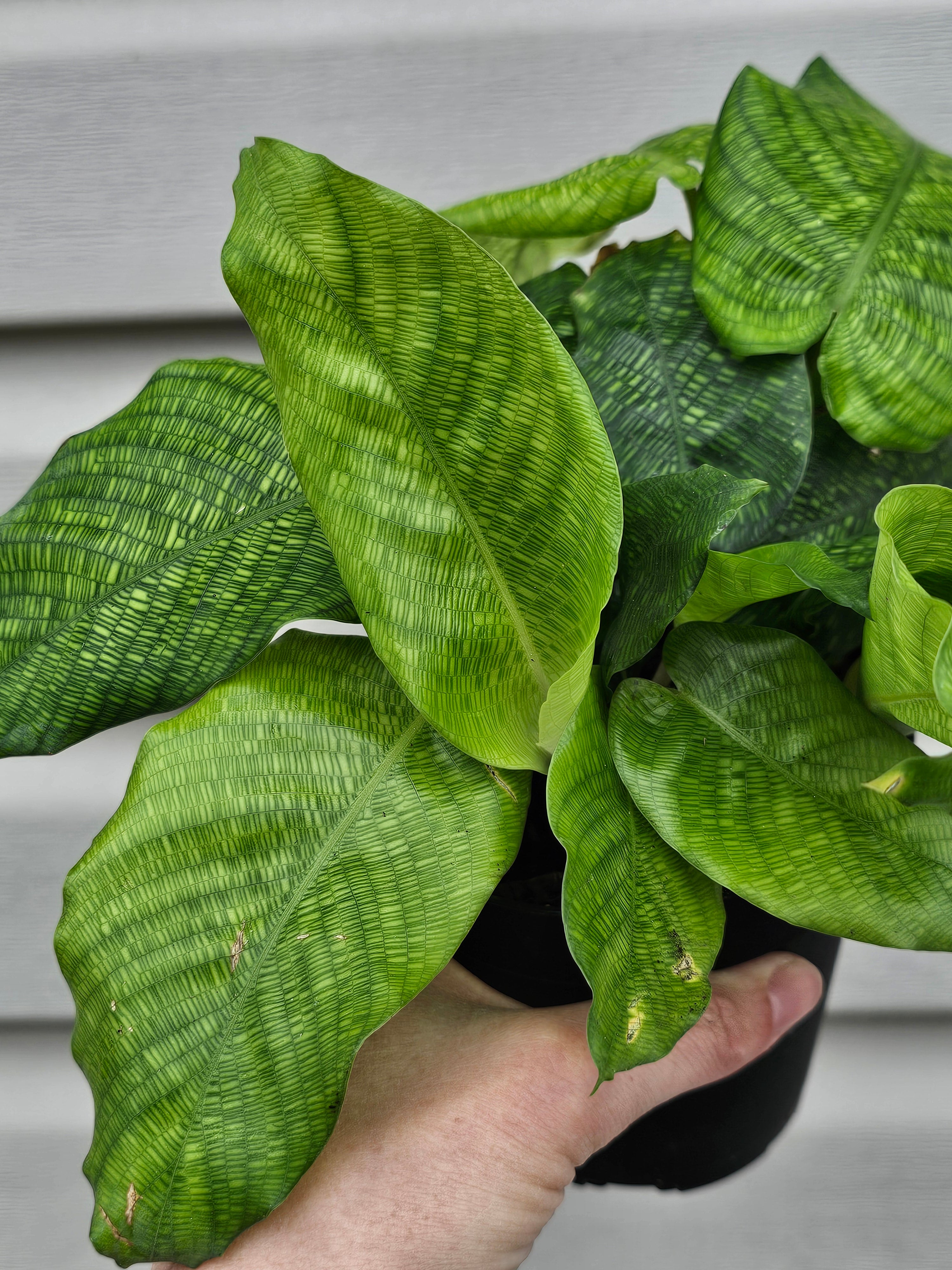 Calathea Mosaic