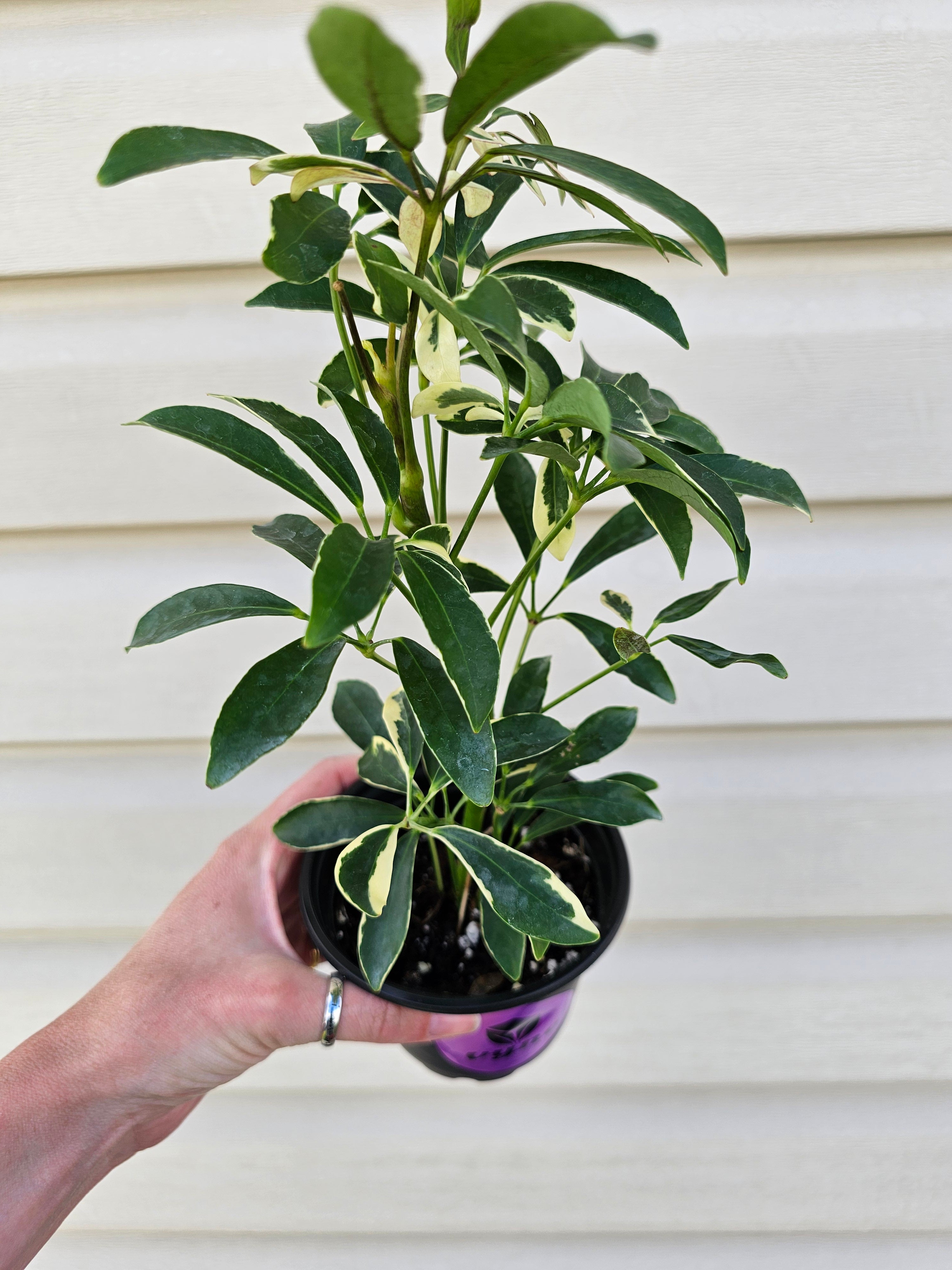 Schefflera Moonlight Umbrella Plant