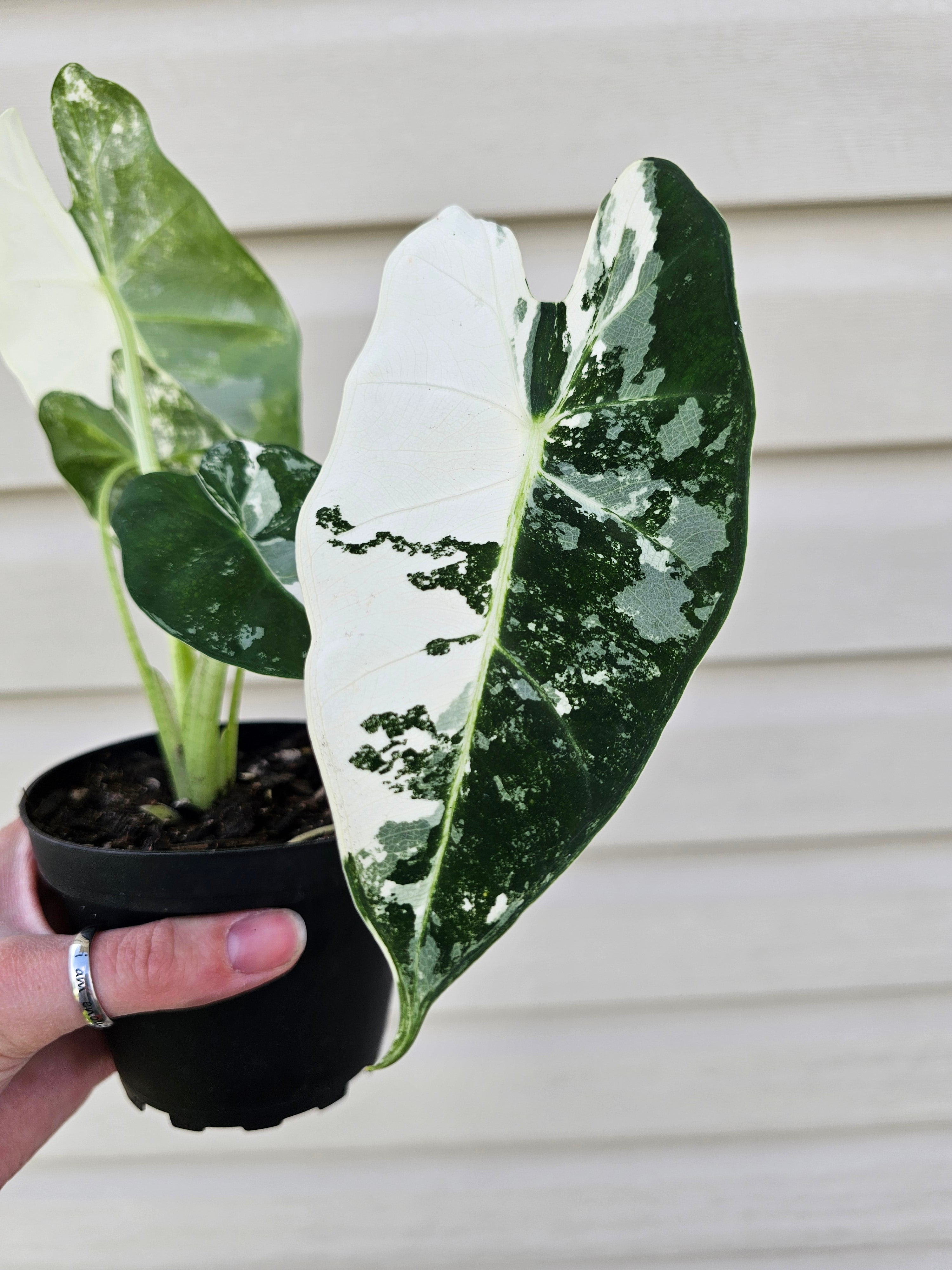 Alocasia Frydek Variegated