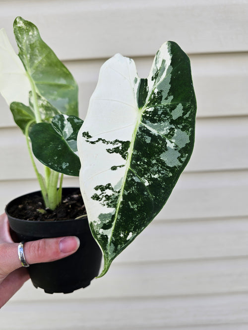 Alocasia Frydek Variegated